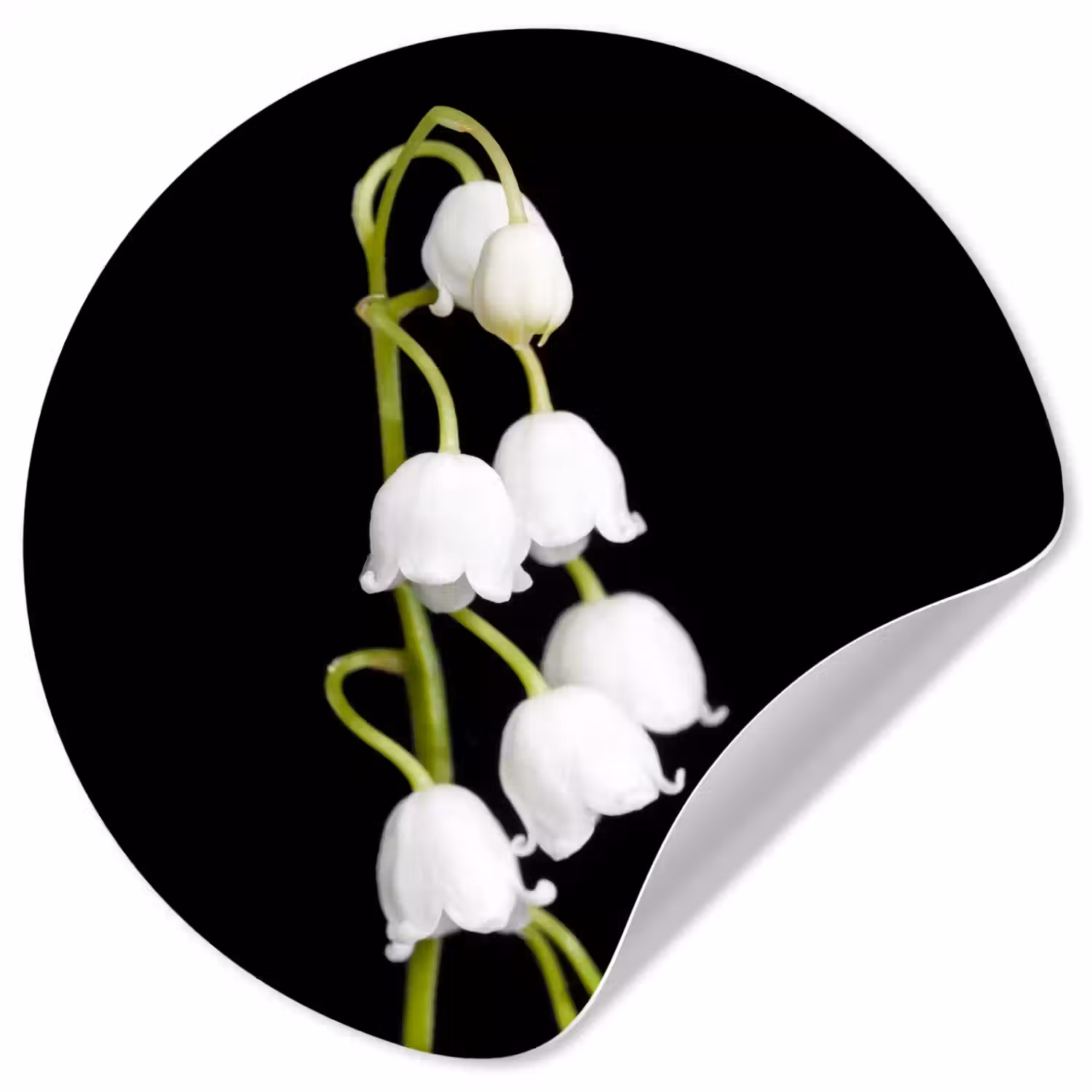 Lelietjes van dalen - Bloemen - Zwart - Flora Wandcirkel behangsticker klein -3d