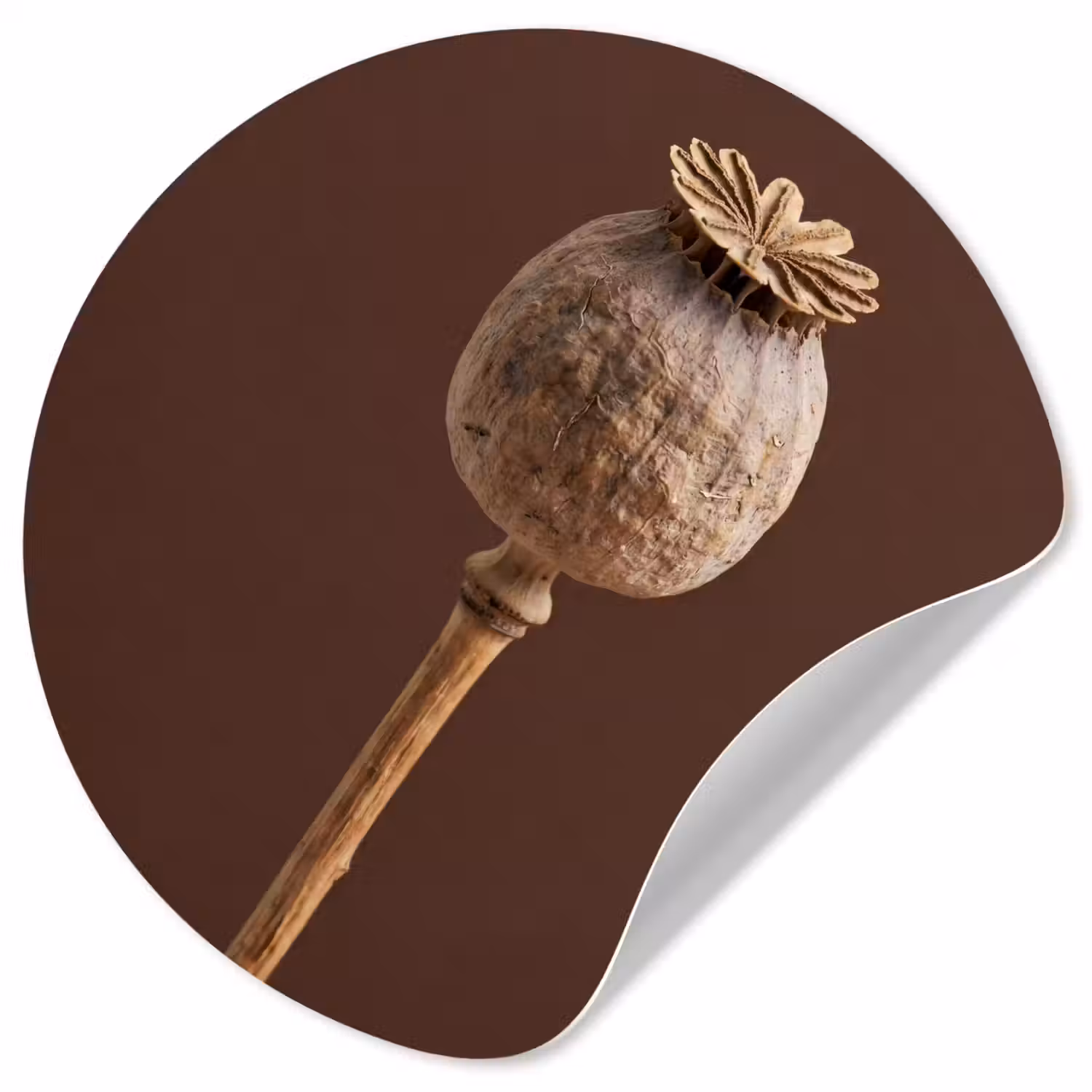 Papaverbol - Droogbloem - Bruin - Minimalistisch Wandcirkel behangsticker klein -3d