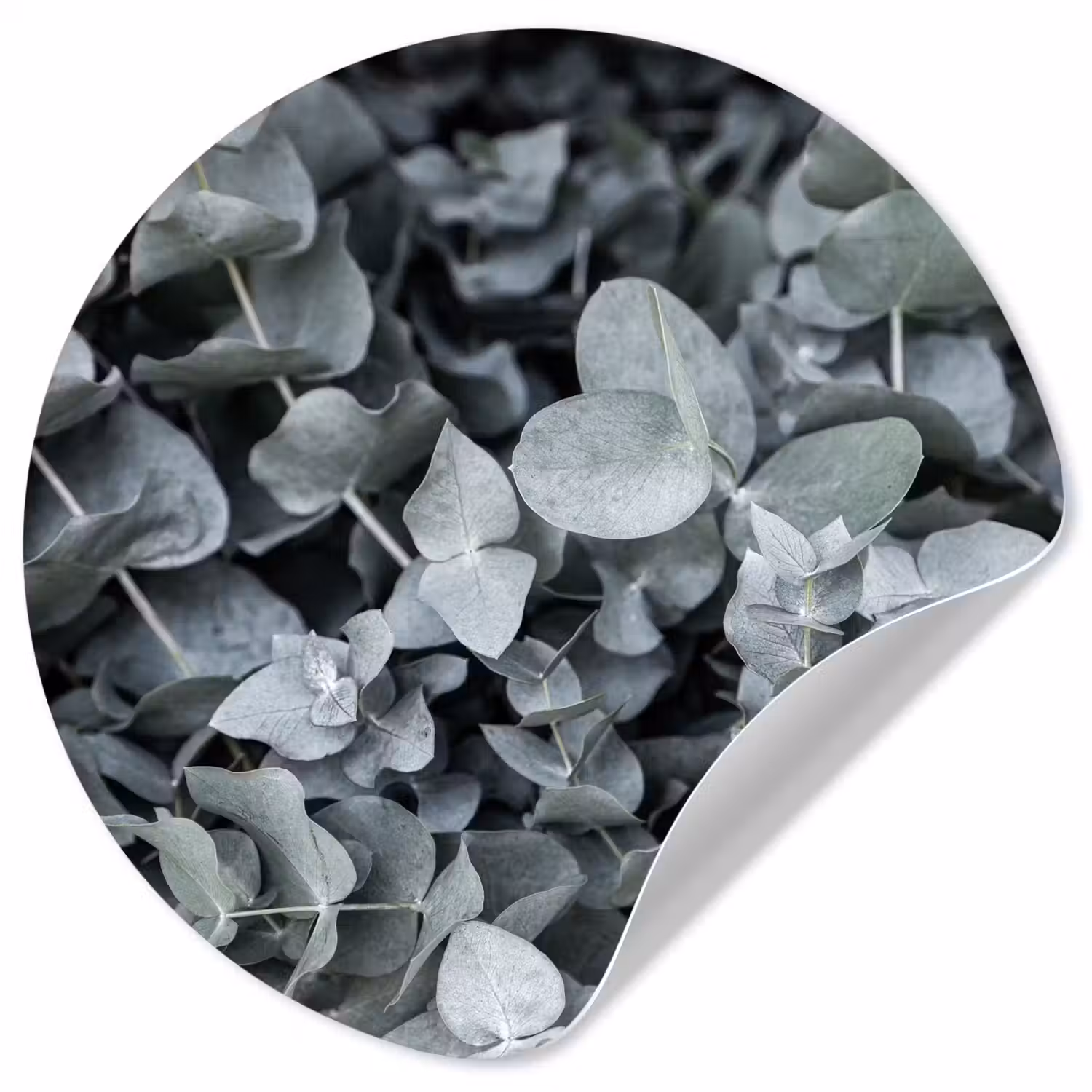 Natuur - Planten - Eucalyptus - Bladeren Wandcirkel behangsticker klein -3d