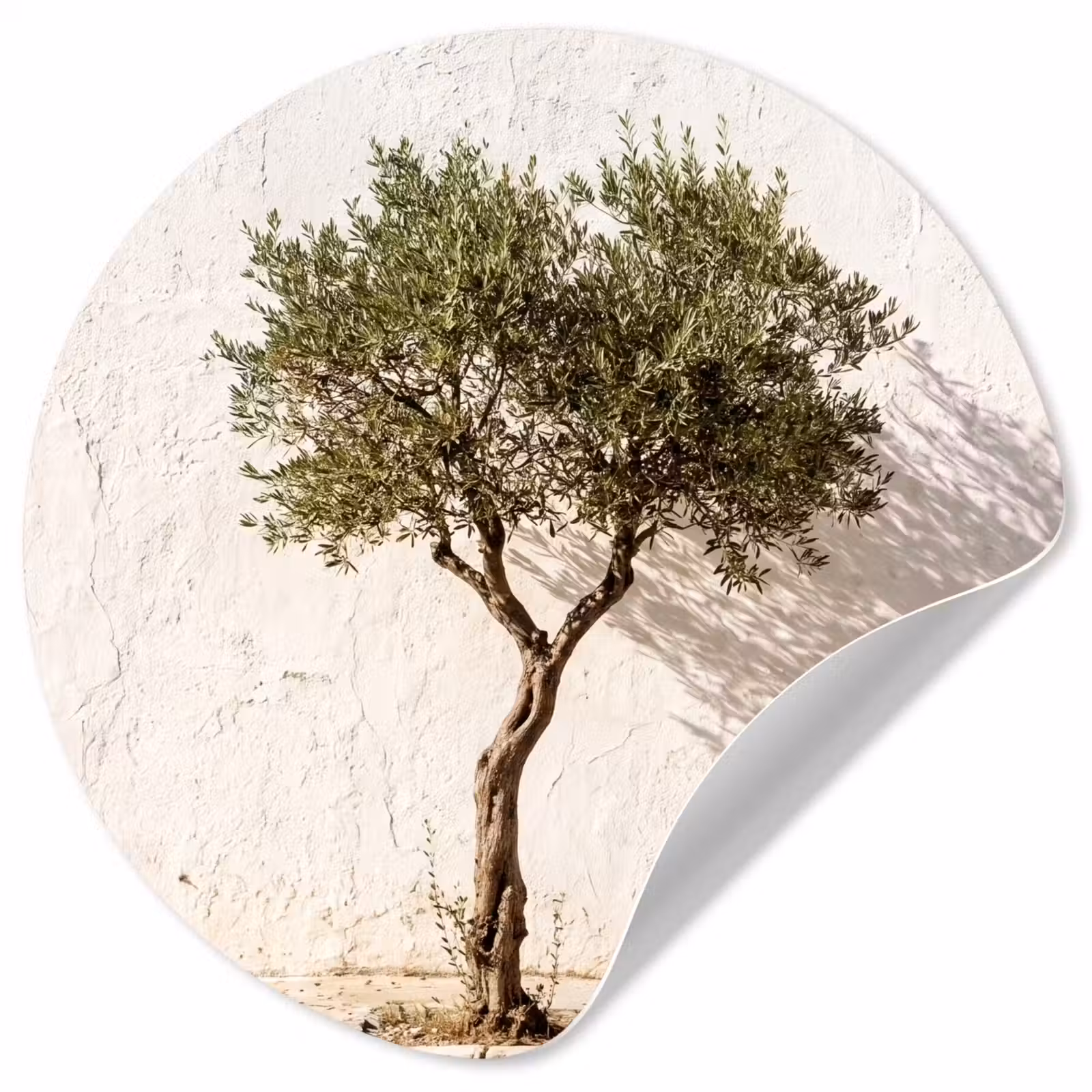 Runde Tapete - Olivenbaum – Wand – weiß - Olijfboom - muur - wit Wandcirkel behangsticker klein