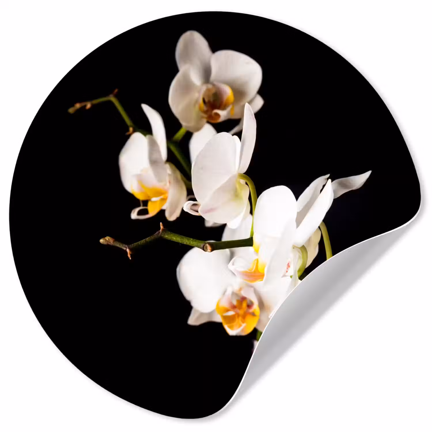 Orchidee - Bloemen - Planten - Botanisch Wandcirkel behangsticker klein -3d