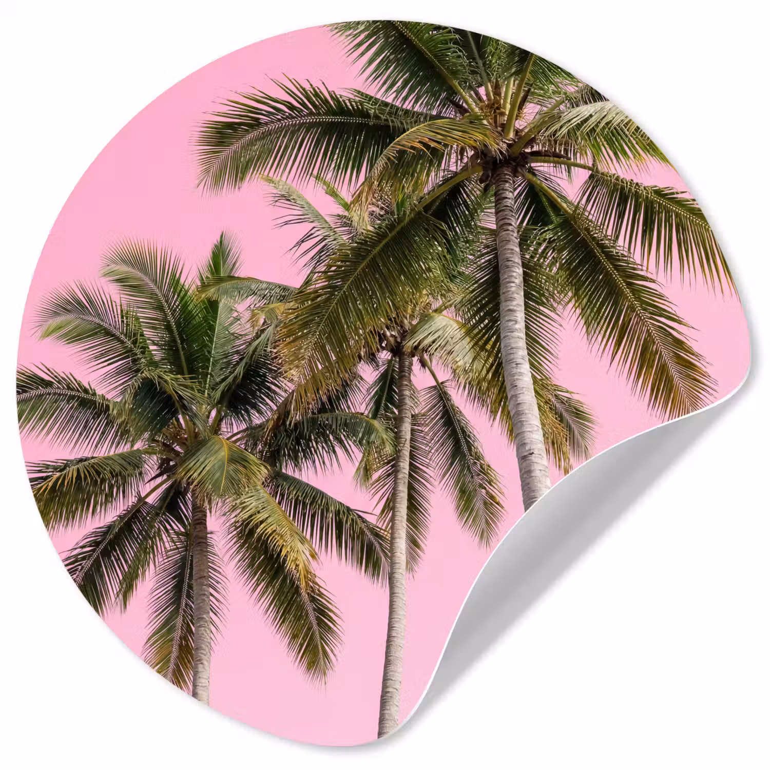 Palmboom - Tropisch - Pink Wandcirkel behangsticker klein -3d