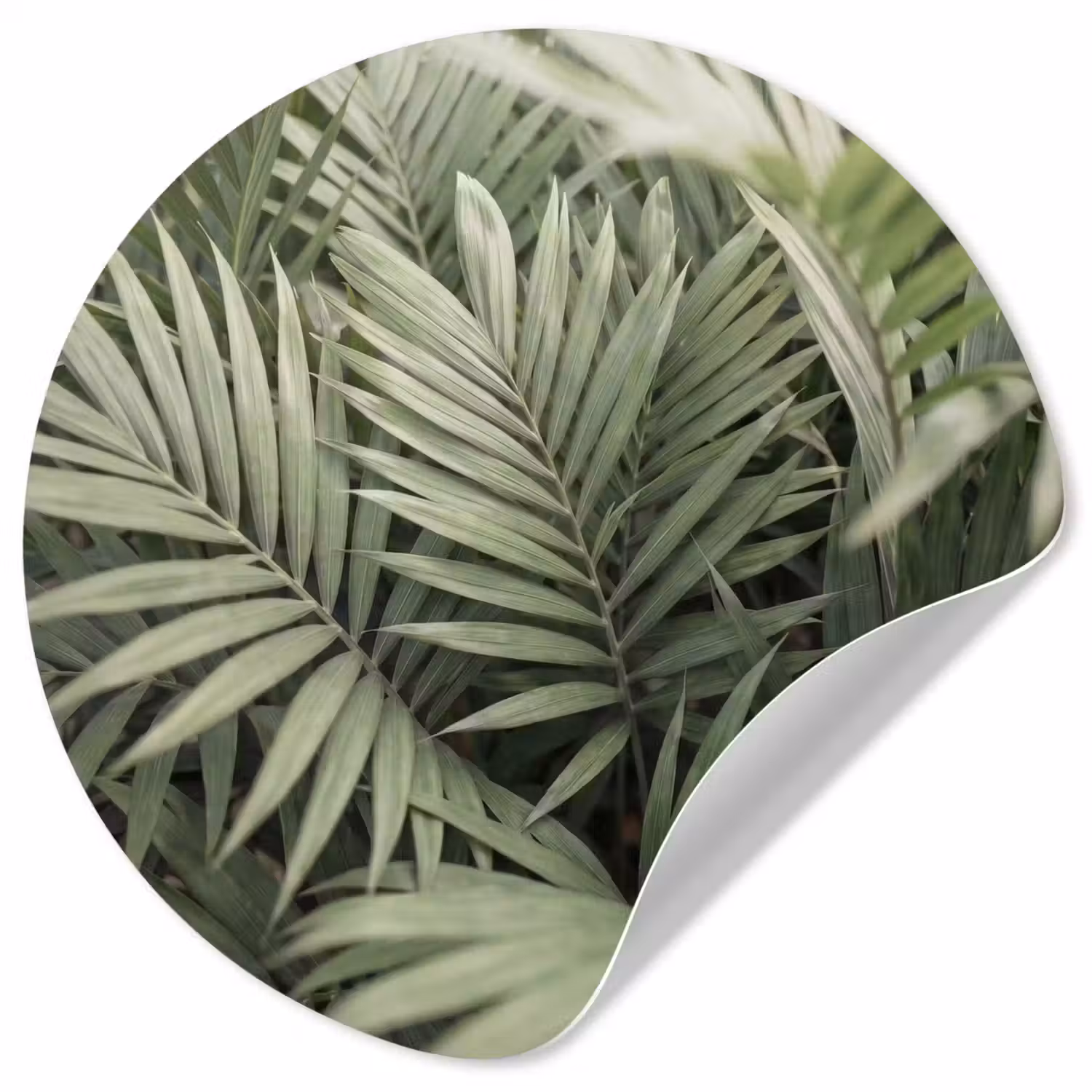 Plant - Palmbladeren - Natuur - Groen Wandcirkel behangsticker klein -3d