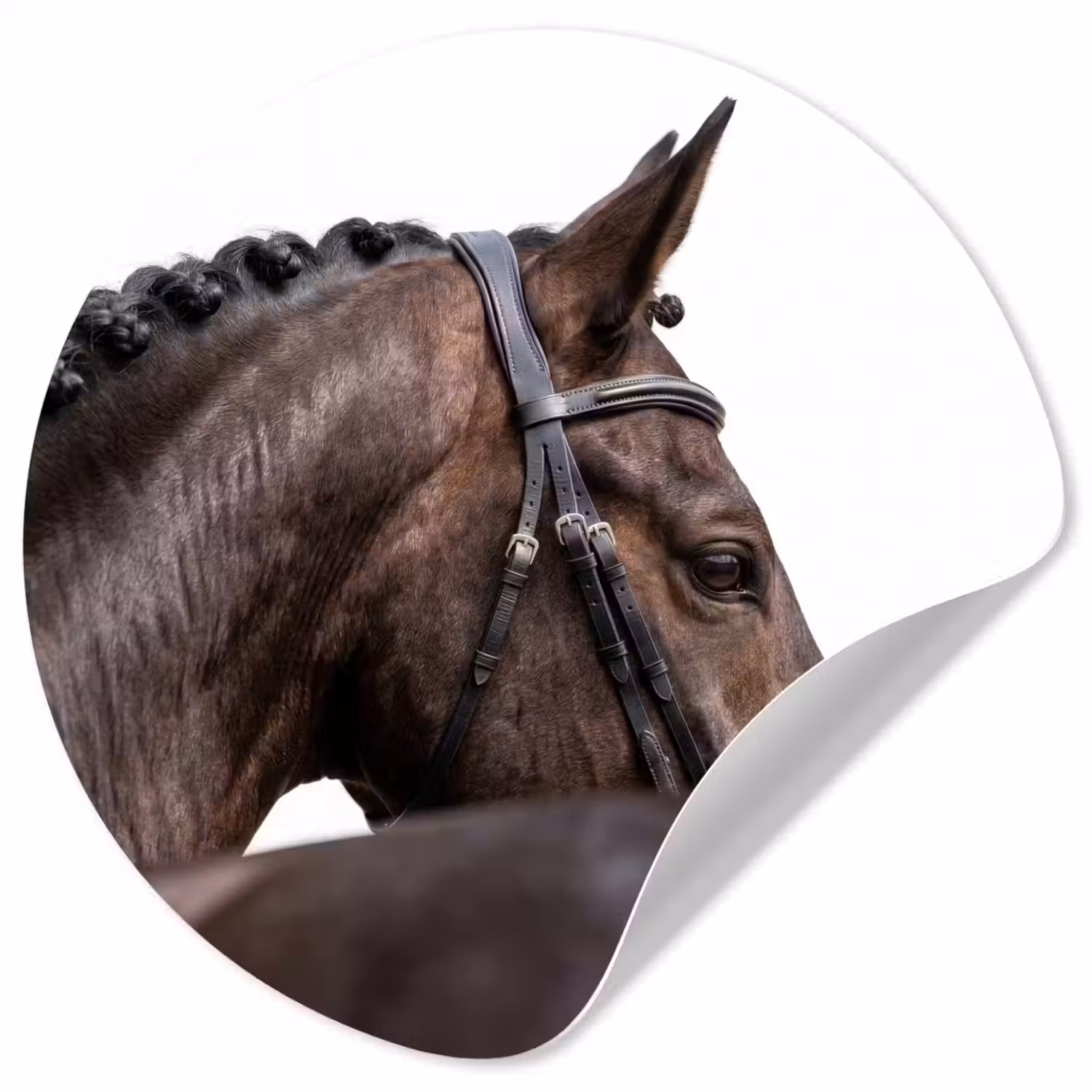 Portret - Paard - Elegant Wandcirkel behangsticker klein -3d