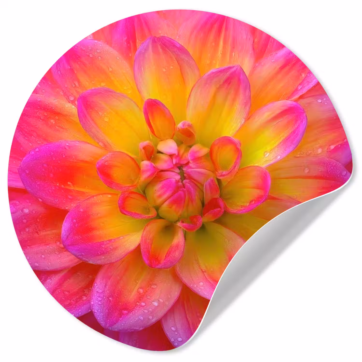 Roze - Dahlia - Kleurrijk Wandcirkel behangsticker klein -3d