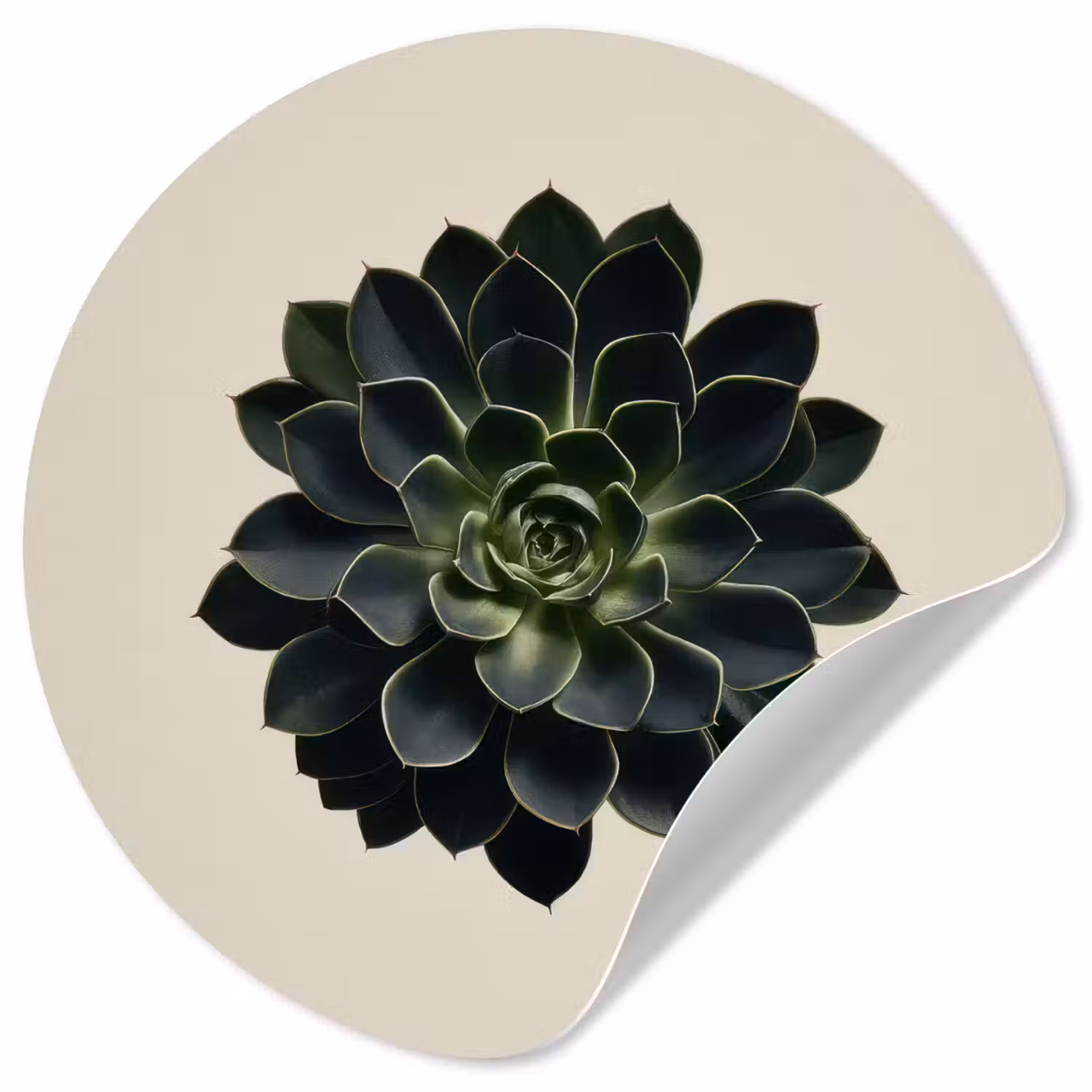 Rozet - Cirkelvormig - Donkergroen Wandcirkel behangsticker klein -3d