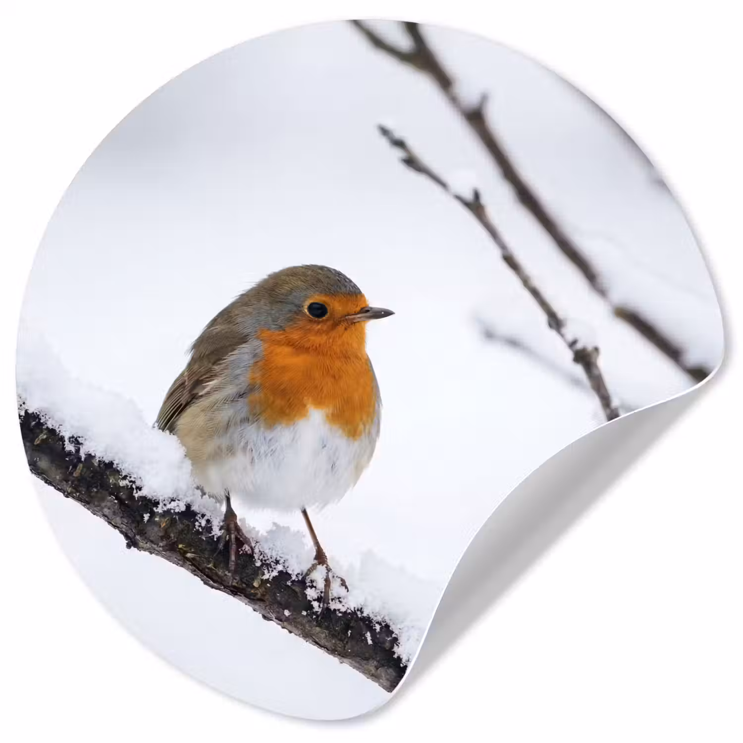 Roodborstje - Tak - Sneeuw - Winter - Levendig Wandcirkel behangsticker klein -3d