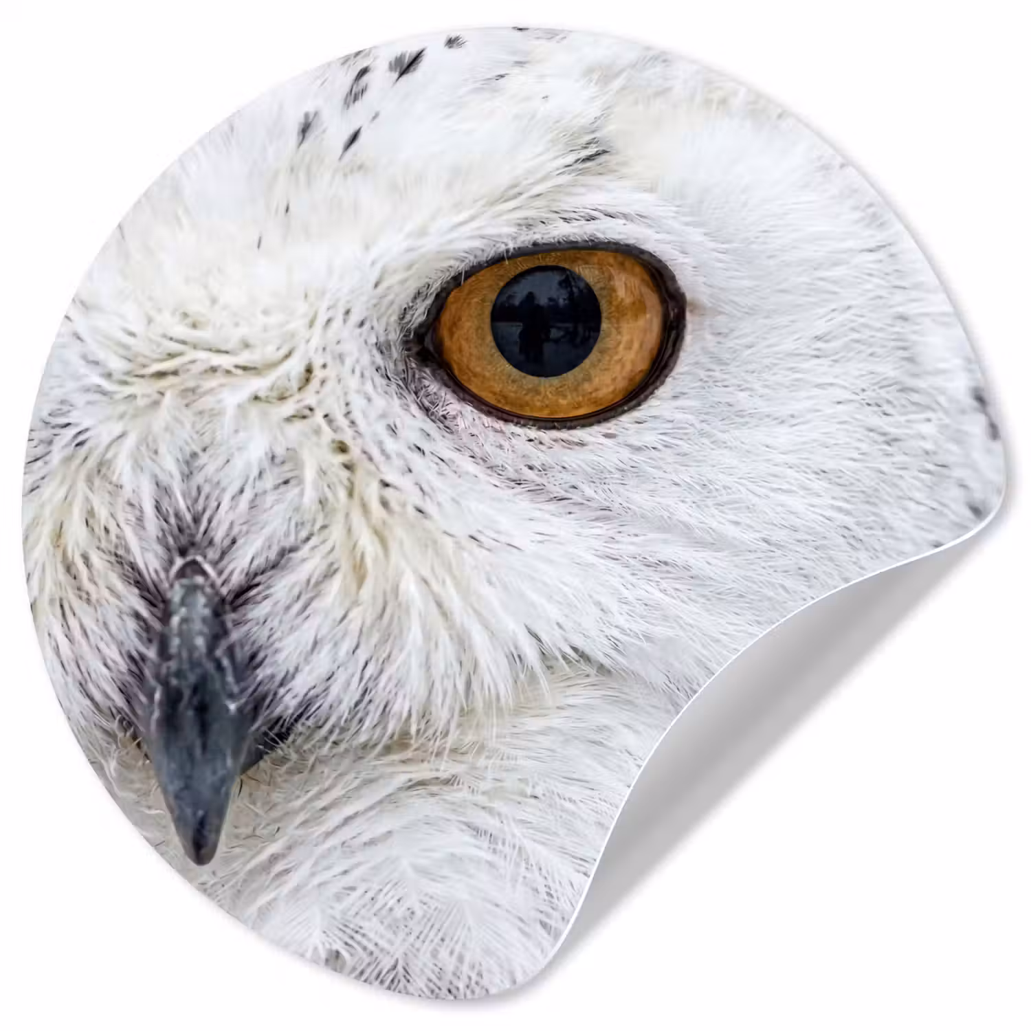 Sneeuwuil - Oog - Wildlife - Wit Wandcirkel behangsticker klein -3d