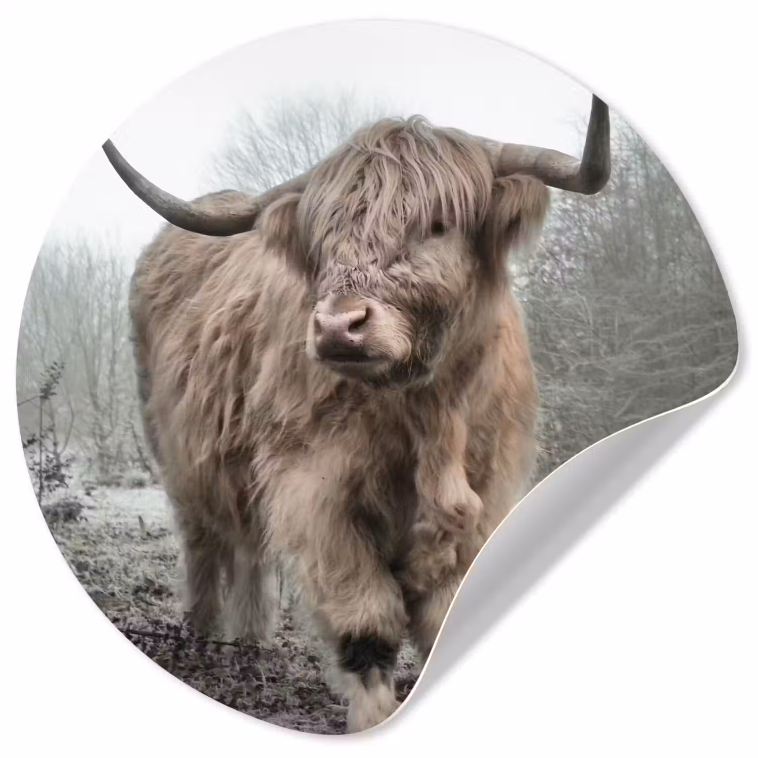 Schotse hooglander - Natuur - Herfst - Dieren - Wild - Bos Wandcirkel behangsticker klein -3d