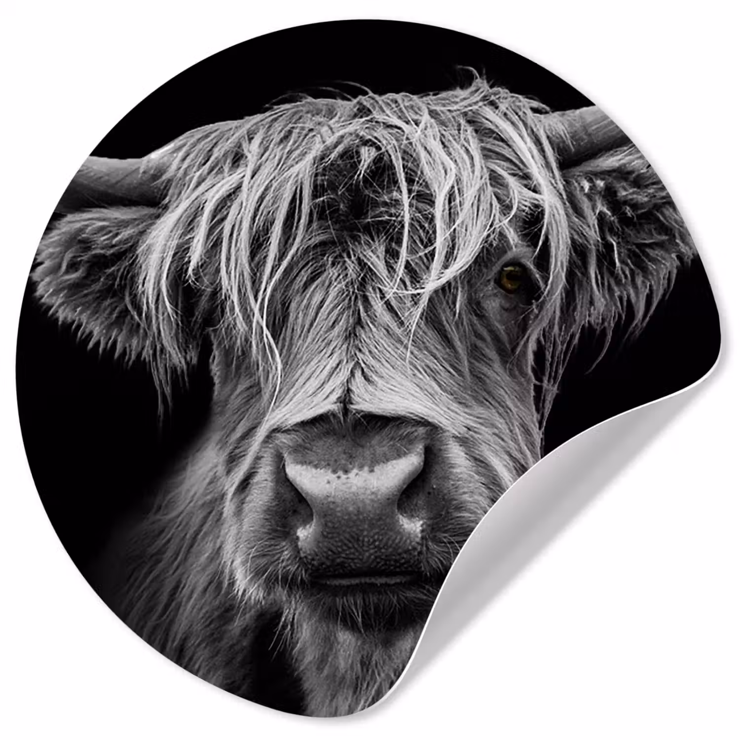 Schotse Hooglander - Horens - Zwart - Wit - Koe - Wild - Dieren Wandcirkel behangsticker klein -3d