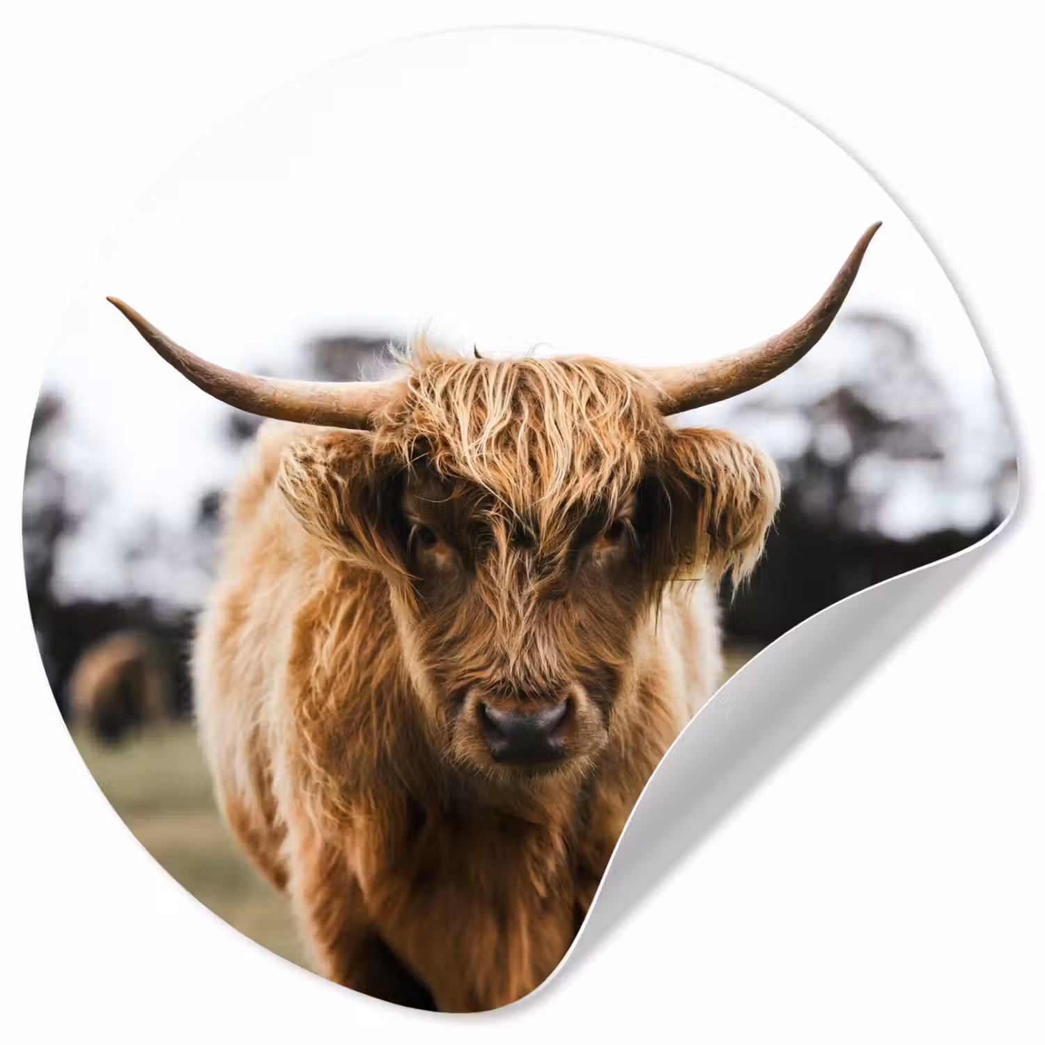 Schotse Hooglander - Koe - Gras - Dieren - Natuur Wandcirkel behangsticker klein -3d