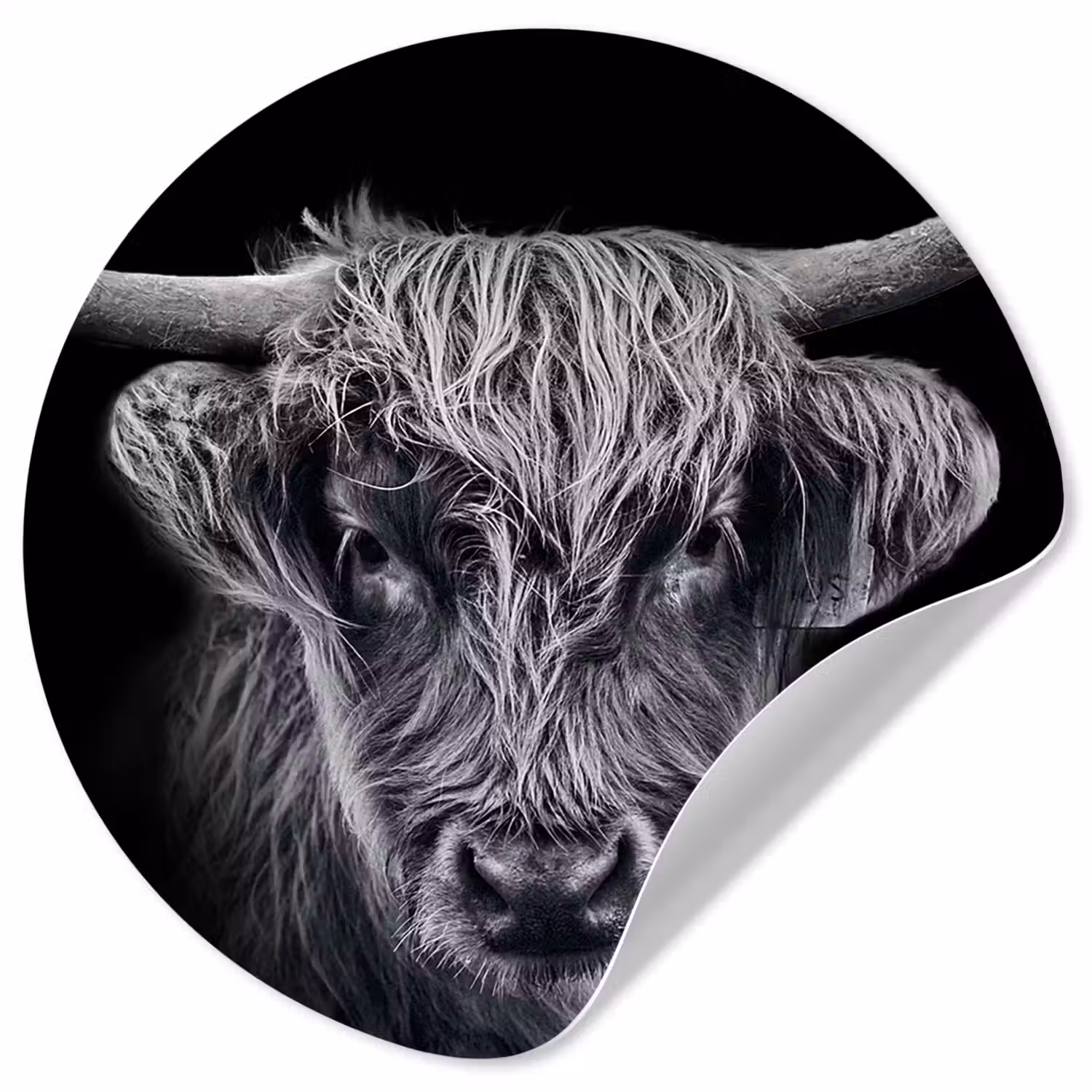 Schotse hooglander - Zwart - Koe - Dieren Wandcirkel behangsticker klein -3d
