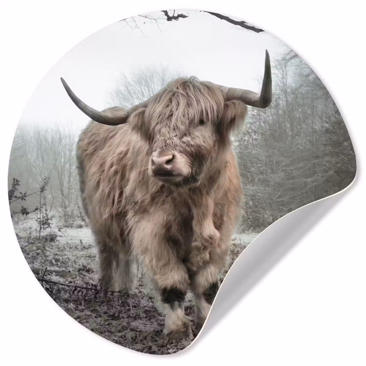 Schotse Hooglander - Bos - Mist - Koe - Dieren - Natuur Wandcirkel behangsticker klein -3d