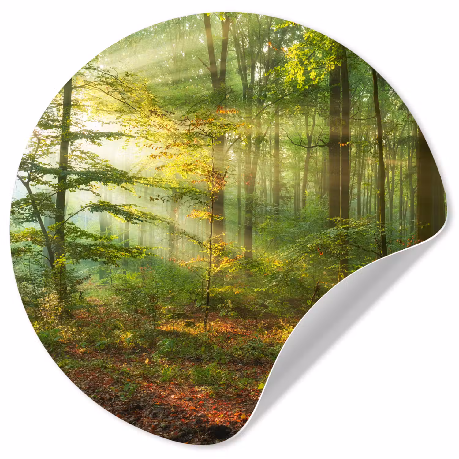 Zon - Bos - Bomen - Natuur - Herfst Wandcirkel behangsticker klein -3d