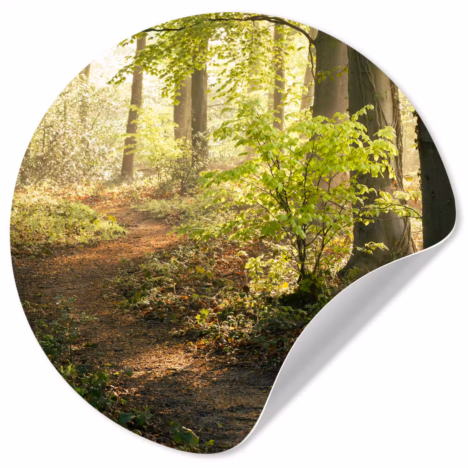 Bos - Bomen - Pad - Zon - Planten - Bladeren - Natuur Wandcirkel behangsticker klein -3d