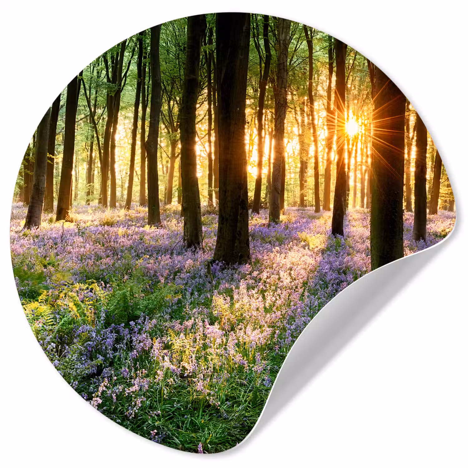 Bos - Bloemen - Lavendel - Zon - Paars - Natuur Wandcirkel behangsticker klein -3d