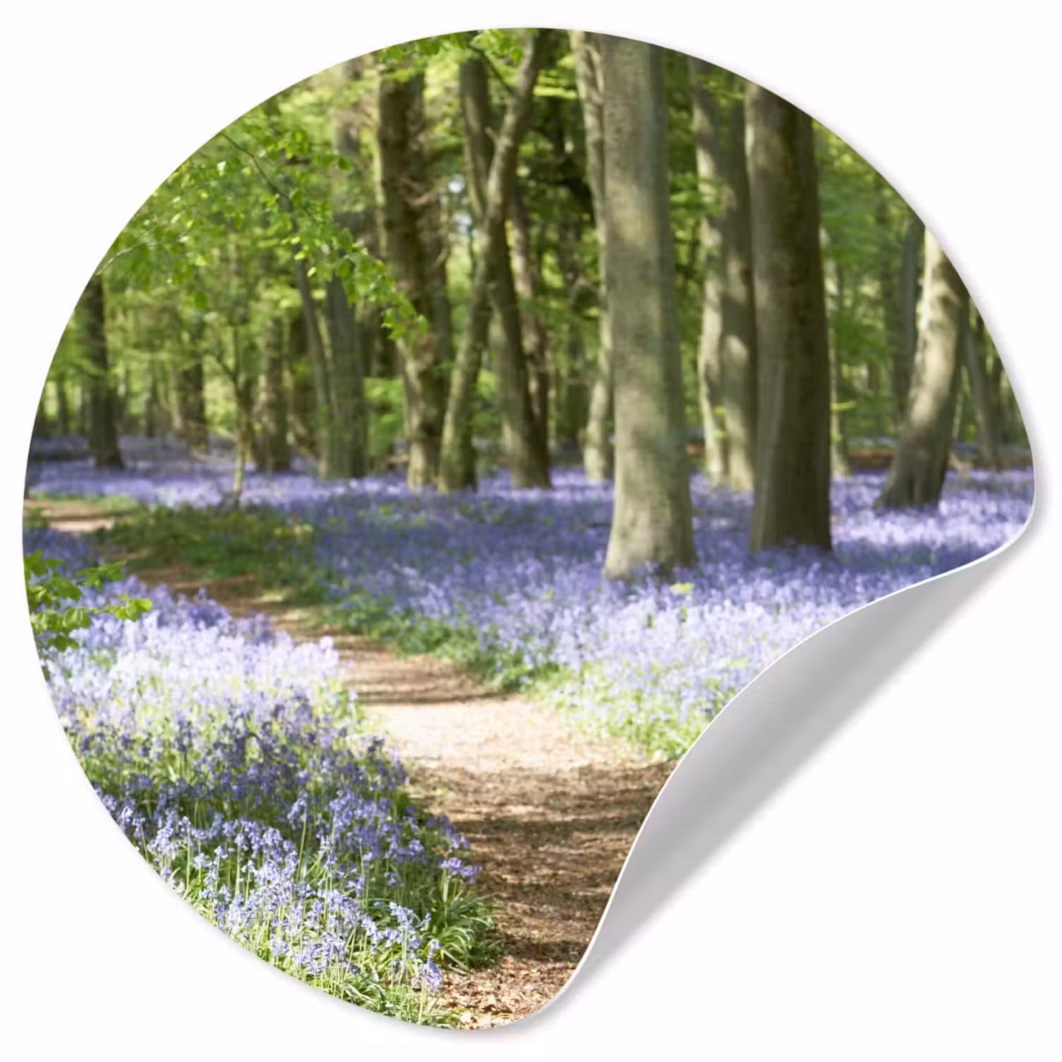 Bos - Pad - Bloemen - Paars - Groen - Natuur Wandcirkel behangsticker klein -3d