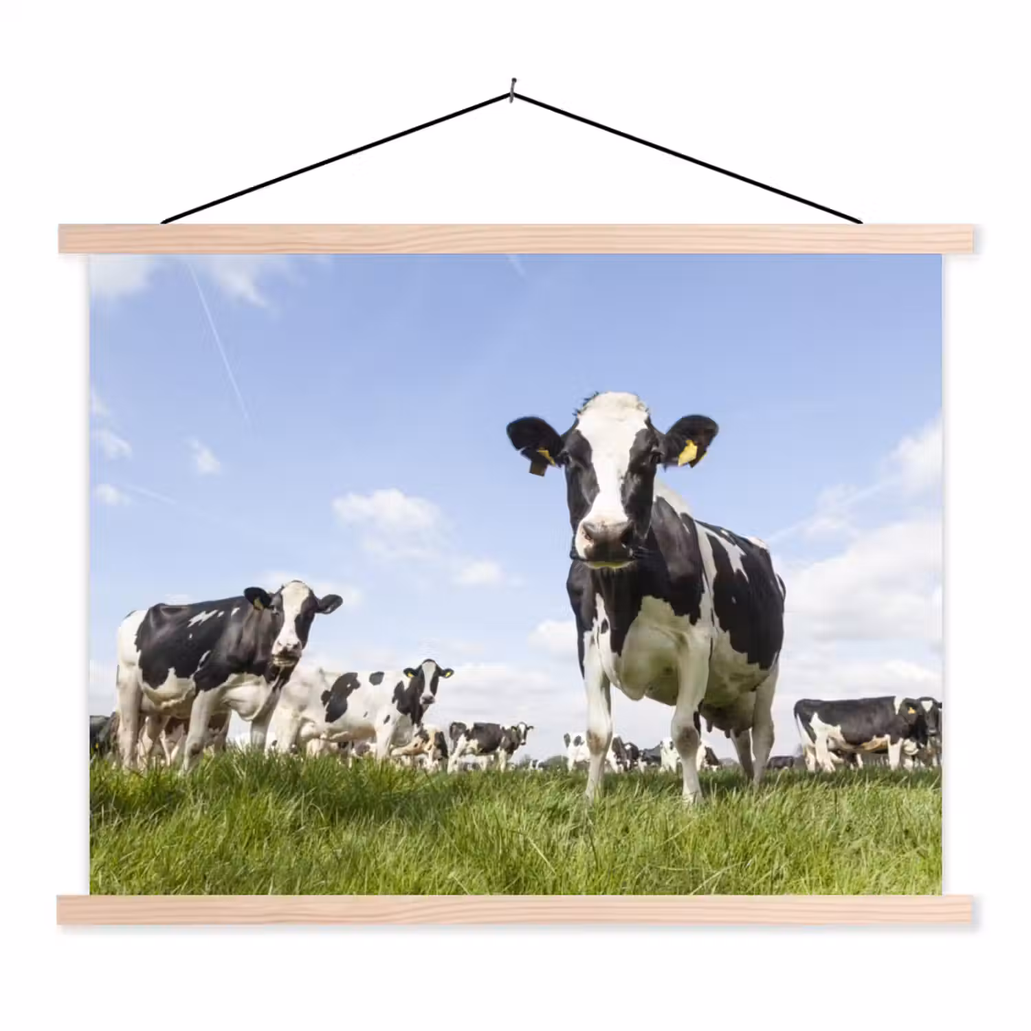 Koeien - Gras - Dieren - Zon - Boerderij textielposter latten blank klein -3d