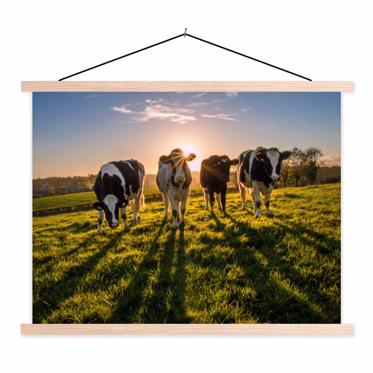 Koeien - Zon - Gras - Dieren - Boerderij textielposter latten blank klein -3d