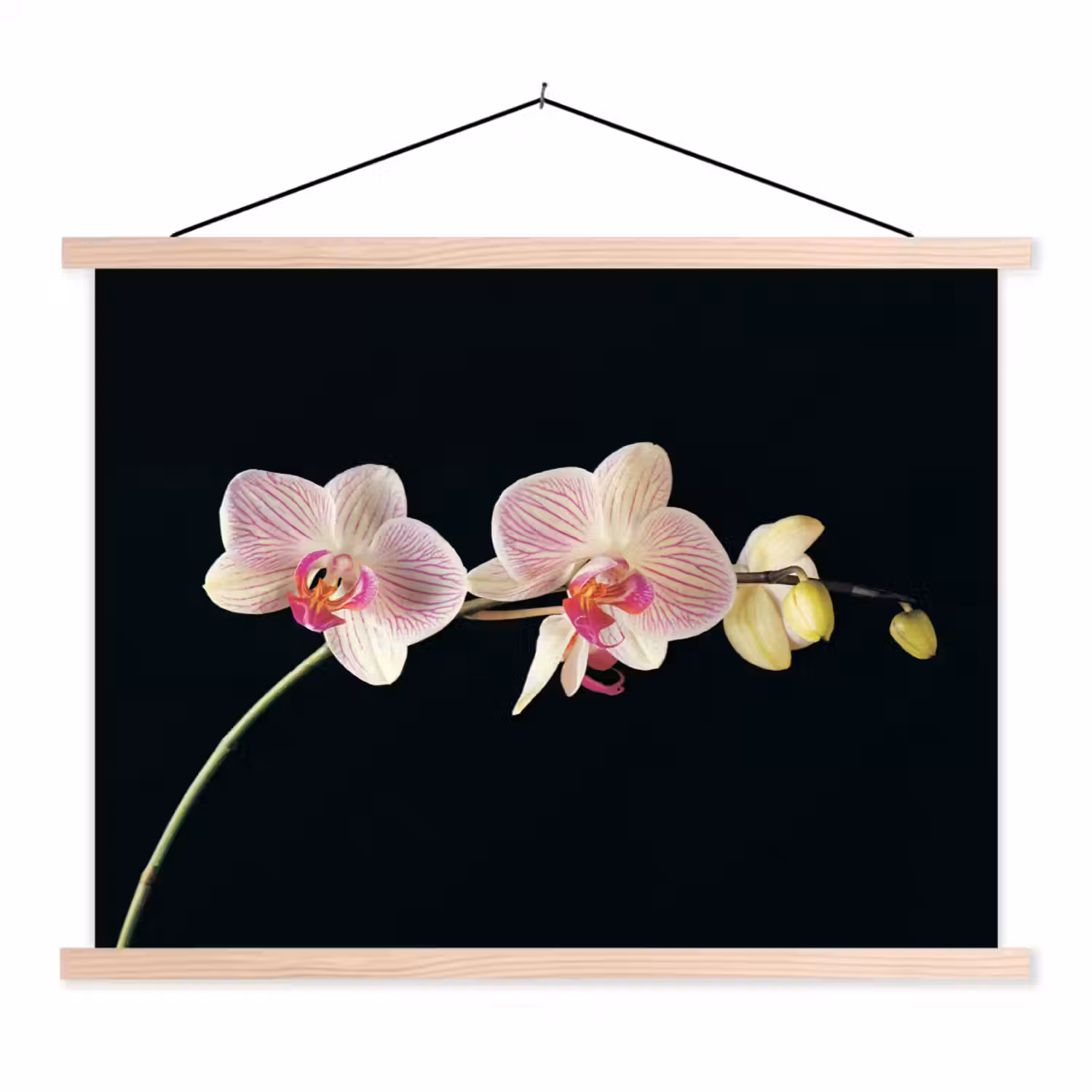 Orchidee - Bloemen - Zwart - Roze - Knoppen textielposter latten blank klein -3d