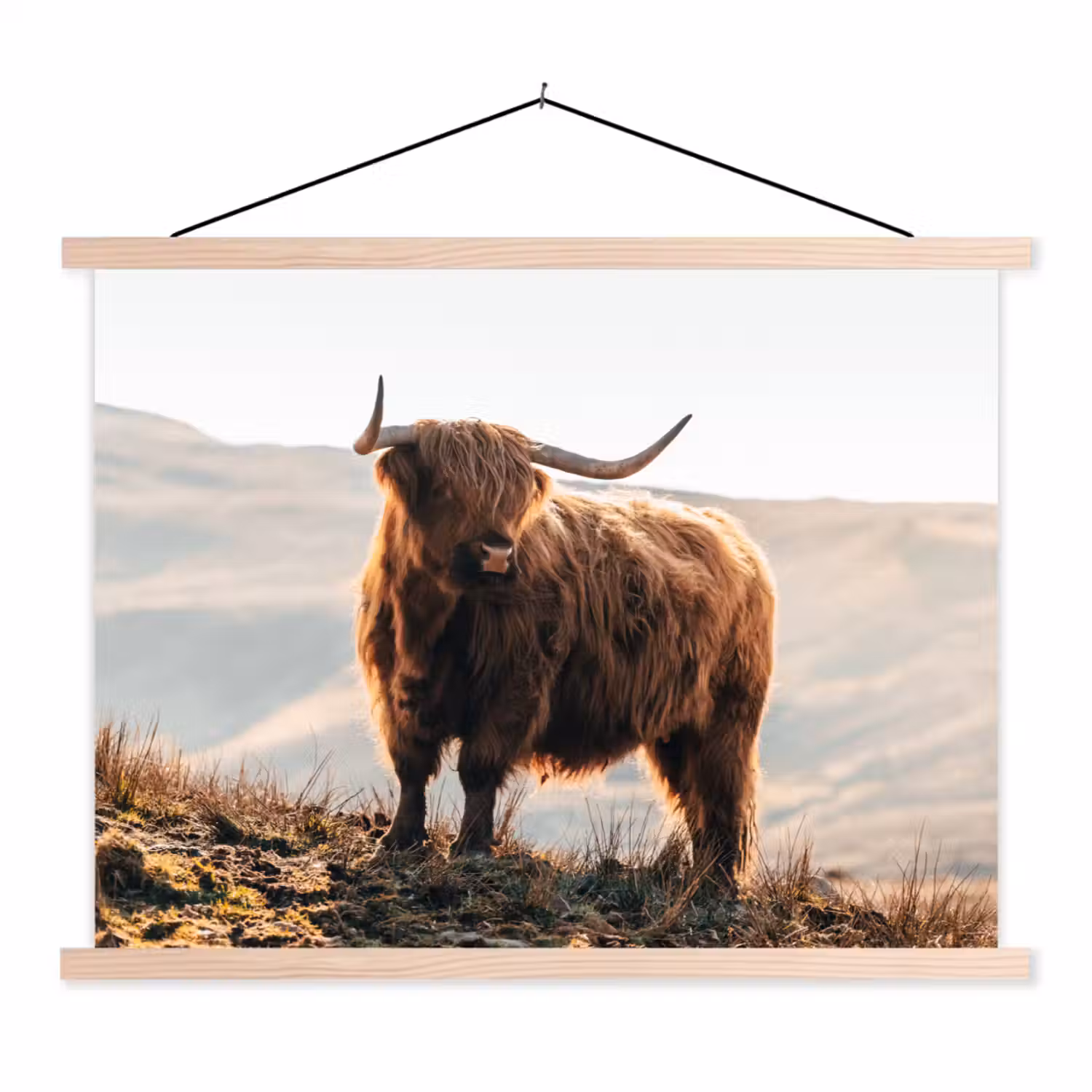 Schotse hooglander - Dieren - Landelijk - Landschap - Koe - Natuur textielposter latten blank klein -3d