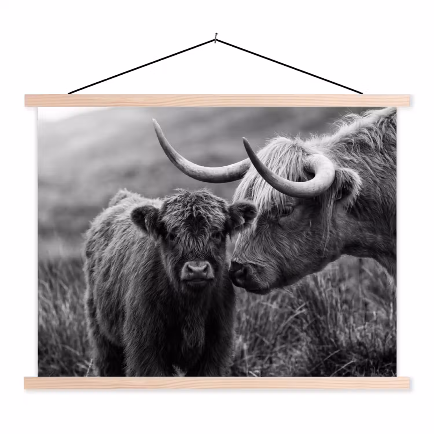 Schotse hooglander - Kalf - Zwart - Wit textielposter latten blank klein -3d