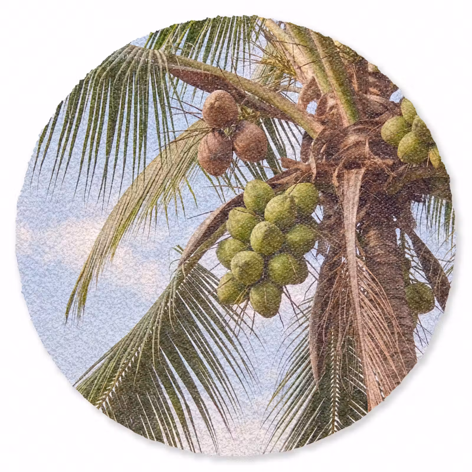 Teppich - Kokosnuss – Baum – Tropisch – Natur – Grün - Kokosnoot - Boom - Tropisch - Natuur - Groen Vloerkleed Rond klein
