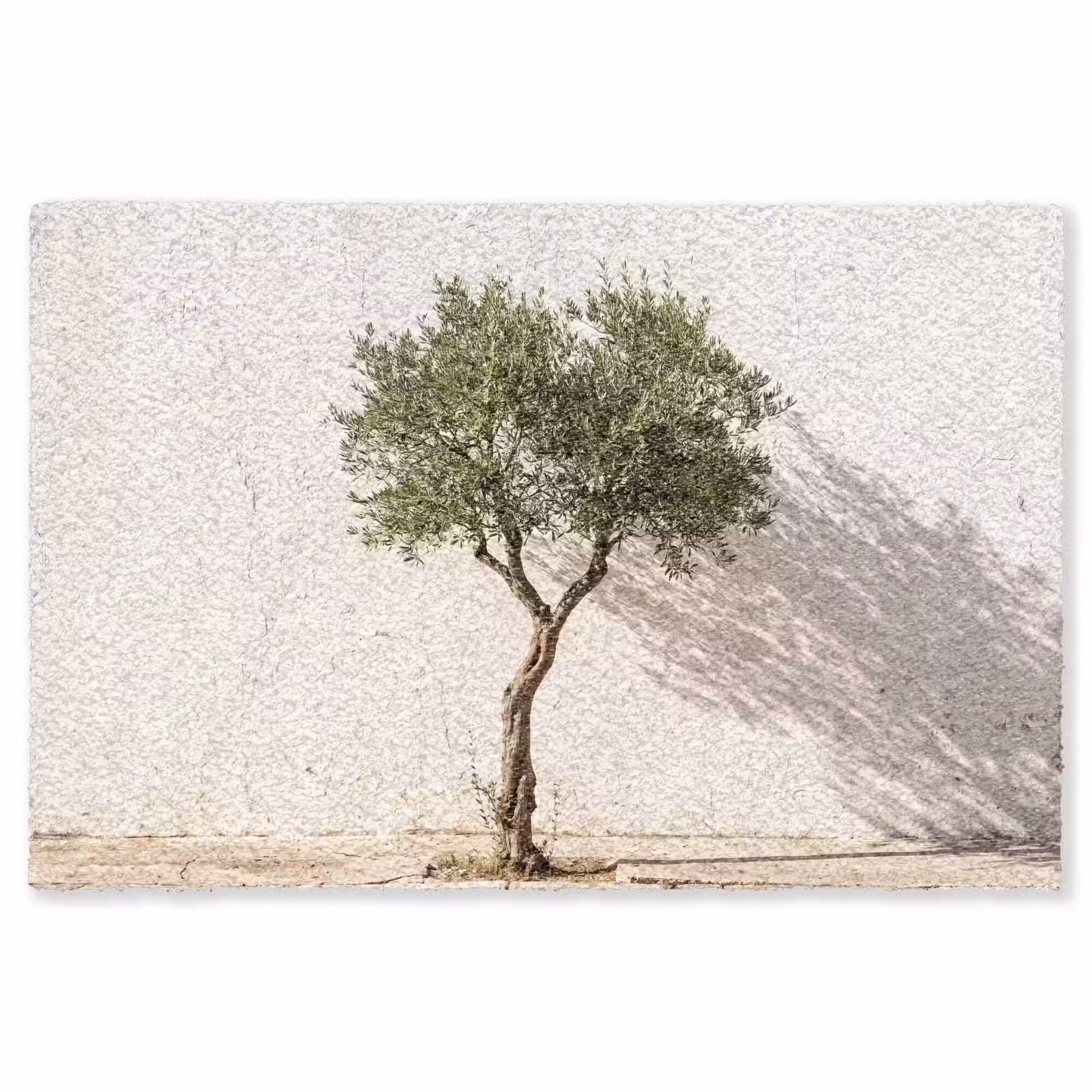 Teppich - Olivenbaum – Wand – weiß - Olijfboom - muur - wit Vloerkleed Rechthoek klein