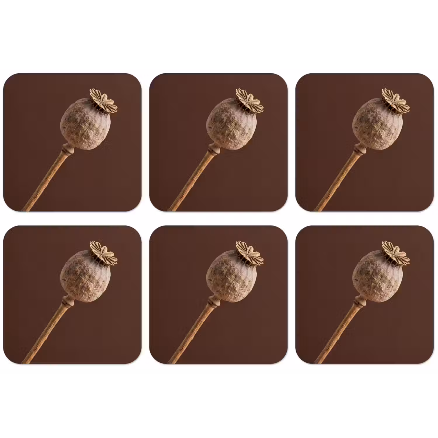 Papaverbol - Droogbloem - Bruin - Minimalistisch onderzetter kurk middel -zkaufland3dotto