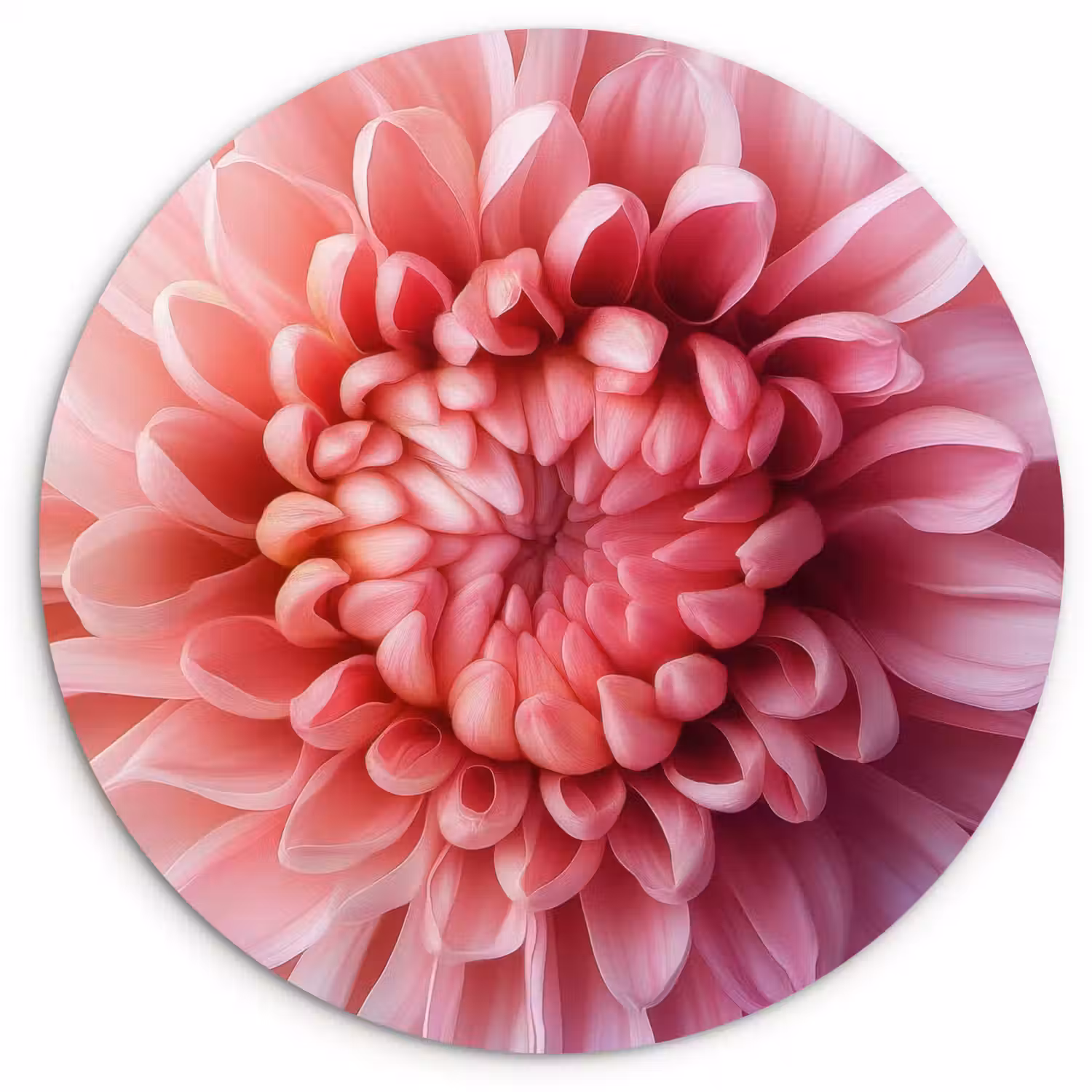 Dahlia - Bloem - Close up - Roze Wandcirkel plexiglas klein -3d