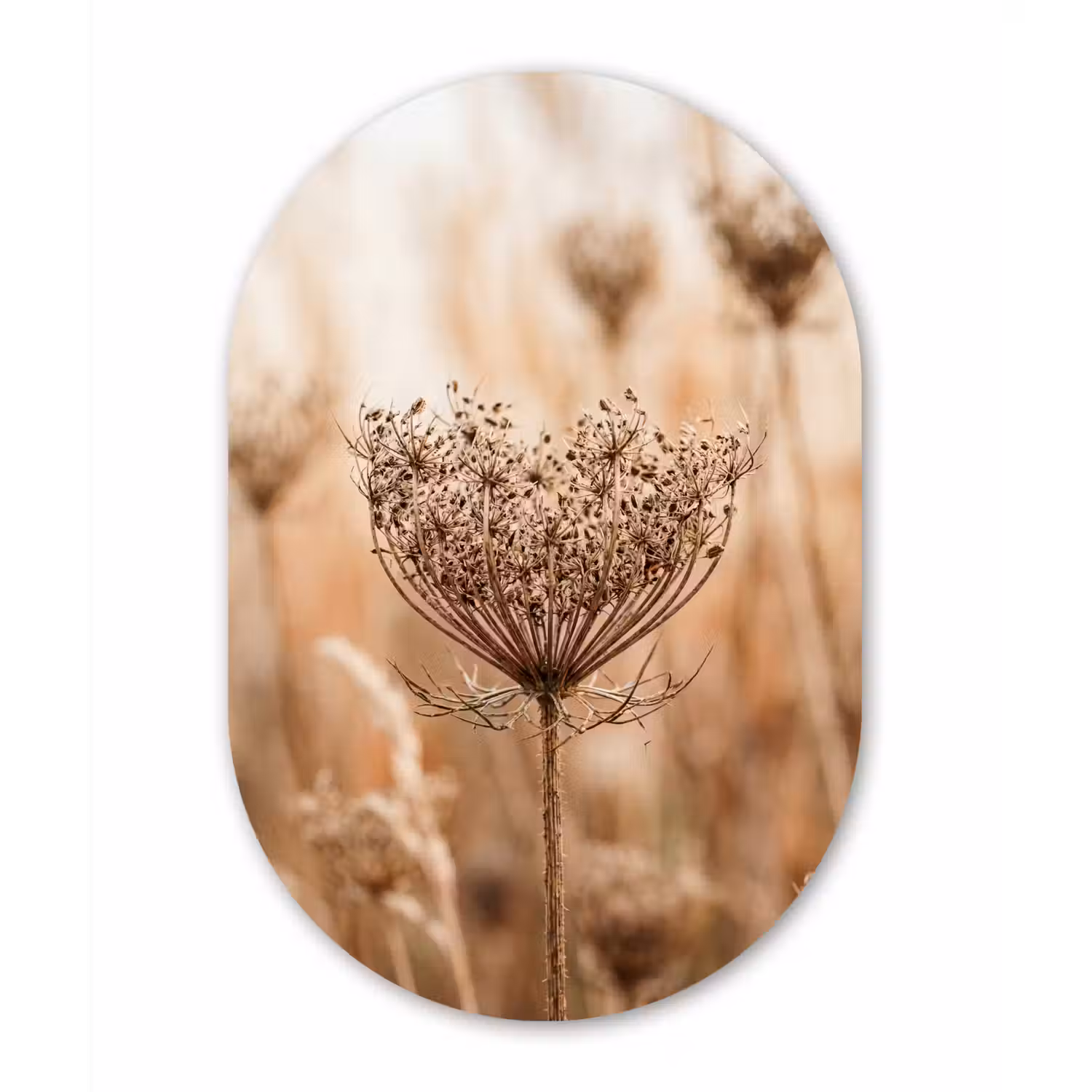 Schermbloem - Droogbloem - Winter - Beige - Minimalistisch Wandcirkel Ovaal Aluminium middel -3d
