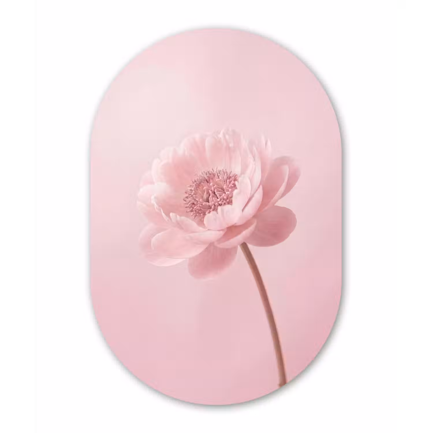 Bloem - Pioenroos - Roze Wandcirkel Ovaal Aluminium middel -3d