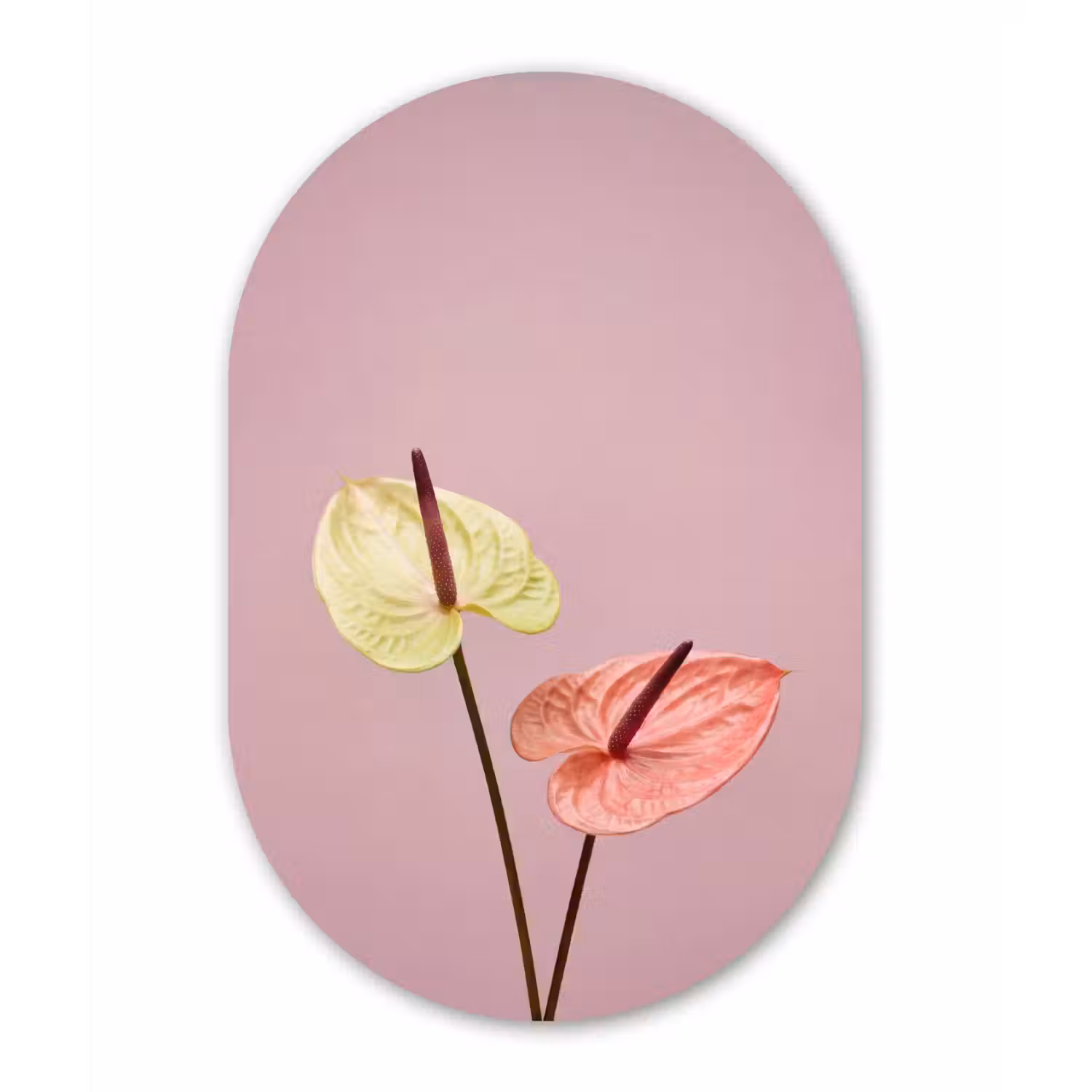 Bloemen - Anthuriums - Geel - Roze Wandcirkel Ovaal Aluminium middel -3d
