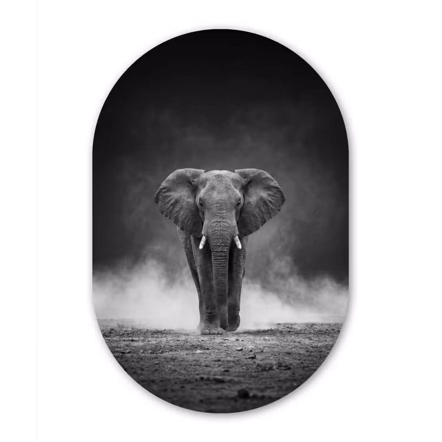 Olifant - Zwart - Wit - Rook Wandcirkel Ovaal Aluminium middel -3d