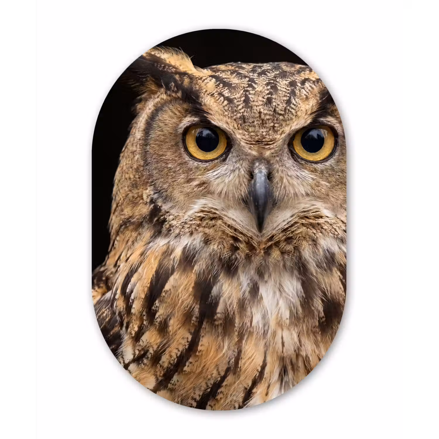 Oehoe - Uil - Portret - Bruin Wandcirkel Ovaal Aluminium middel -3d