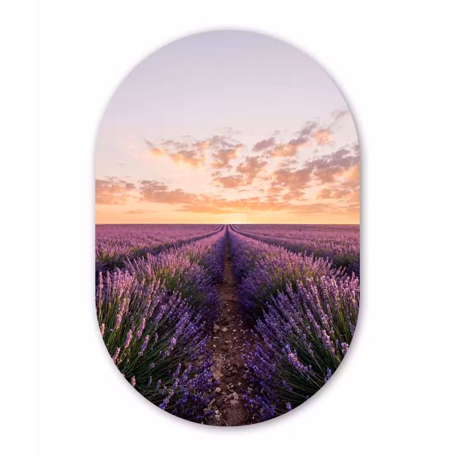 Landschap - Lavendelveld - Paars Wandcirkel Ovaal Aluminium middel -3d