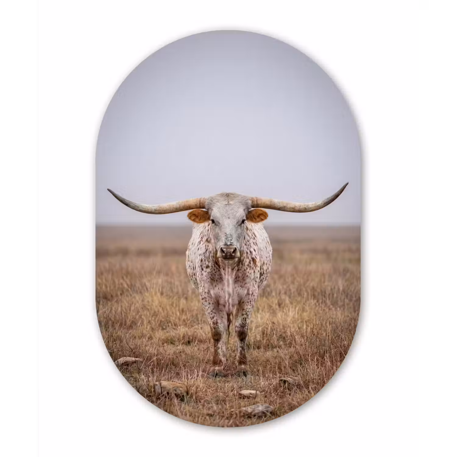 Longhorn - Grasveld - Dier Wandcirkel Ovaal Aluminium middel -3d