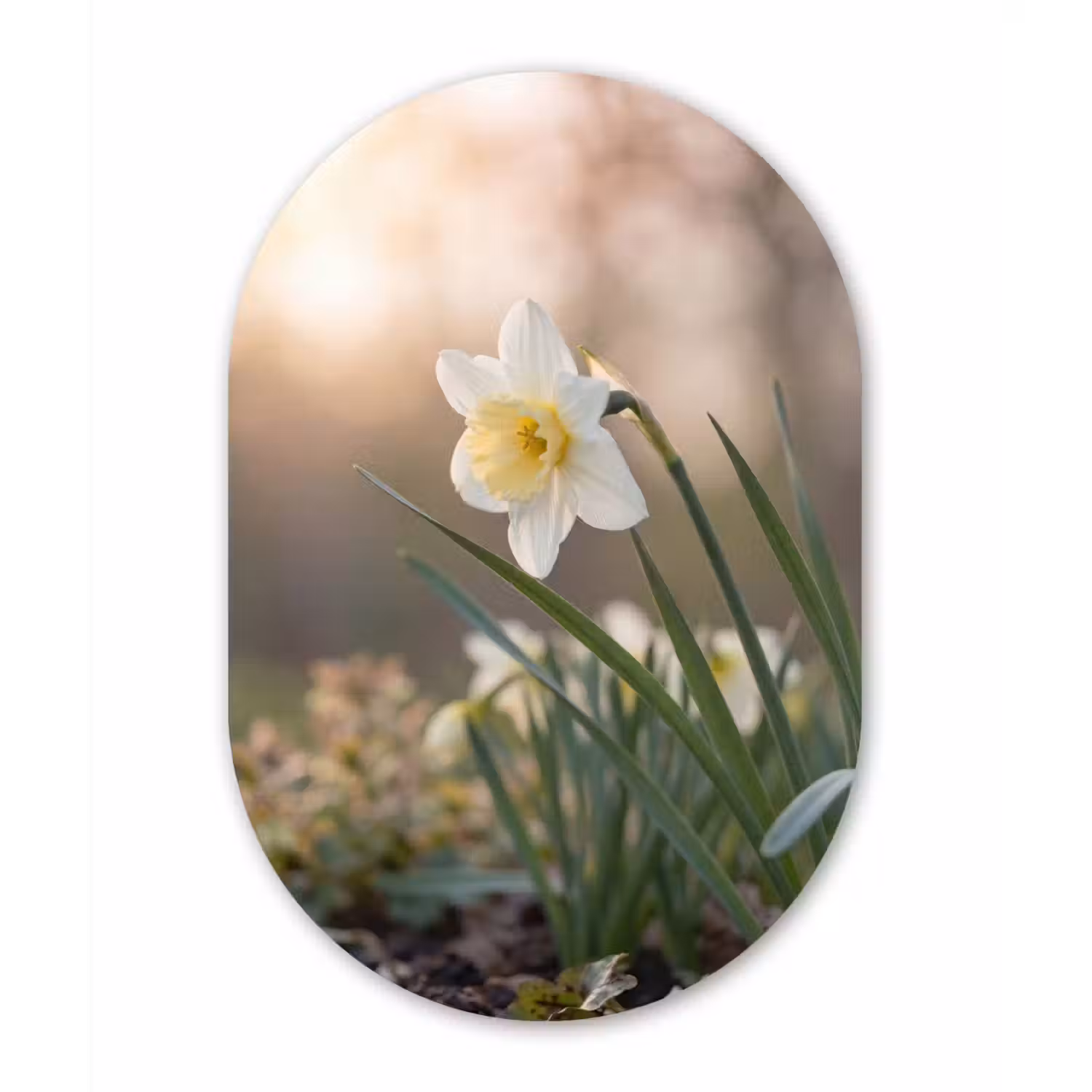 Narcis - Bloem - Minimalistisch Wandcirkel Ovaal Aluminium middel -3d