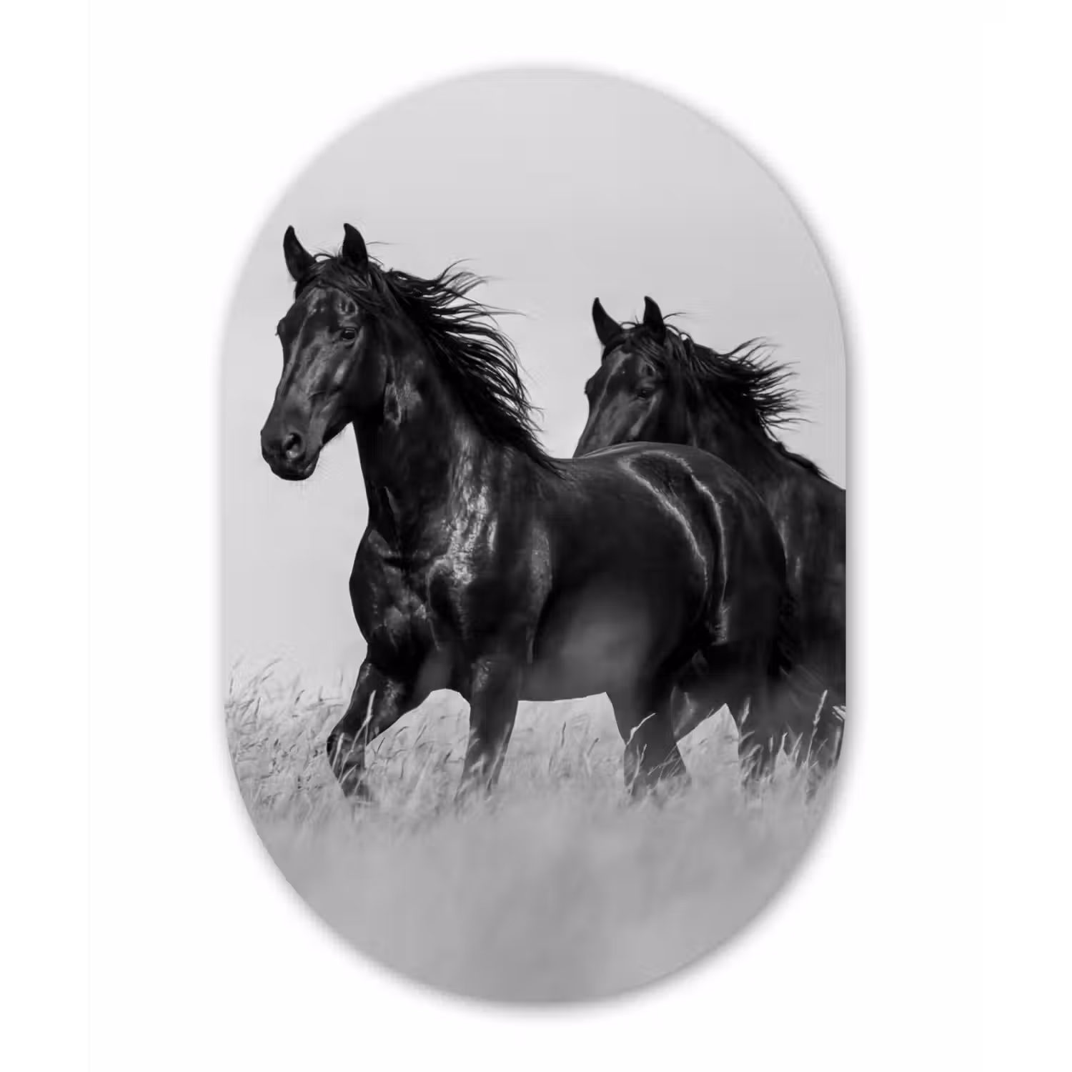 Paarden - Gras - Zwart - Wit Wandcirkel Ovaal Aluminium middel -3d