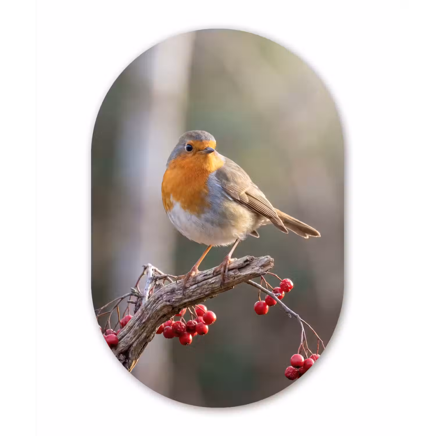 Roodborst - Tak - Bessen - Natuur Wandcirkel Ovaal Aluminium middel -3d