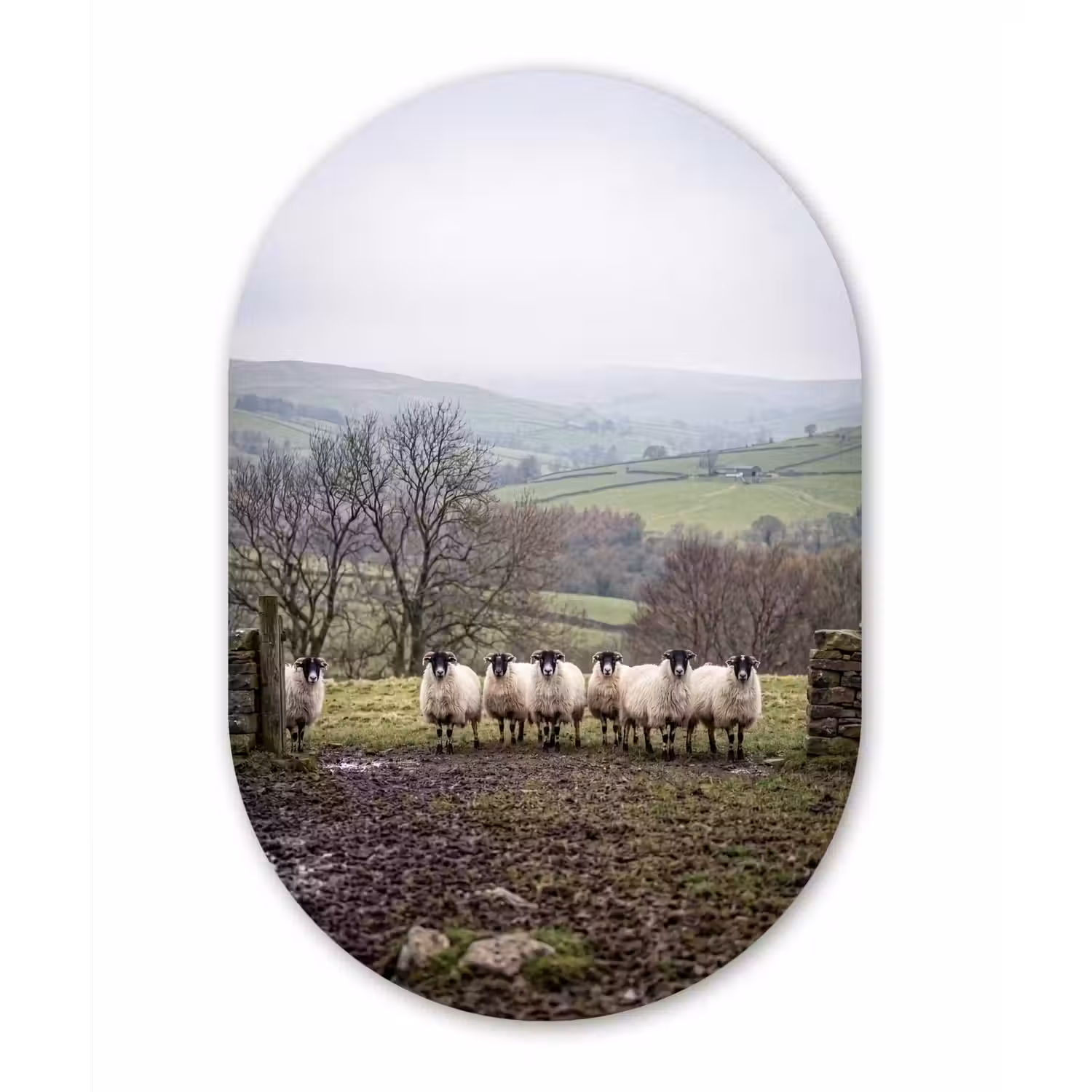 Schapen - Rij - Weide - Dieren - Platteland Wandcirkel Ovaal Aluminium middel -3d