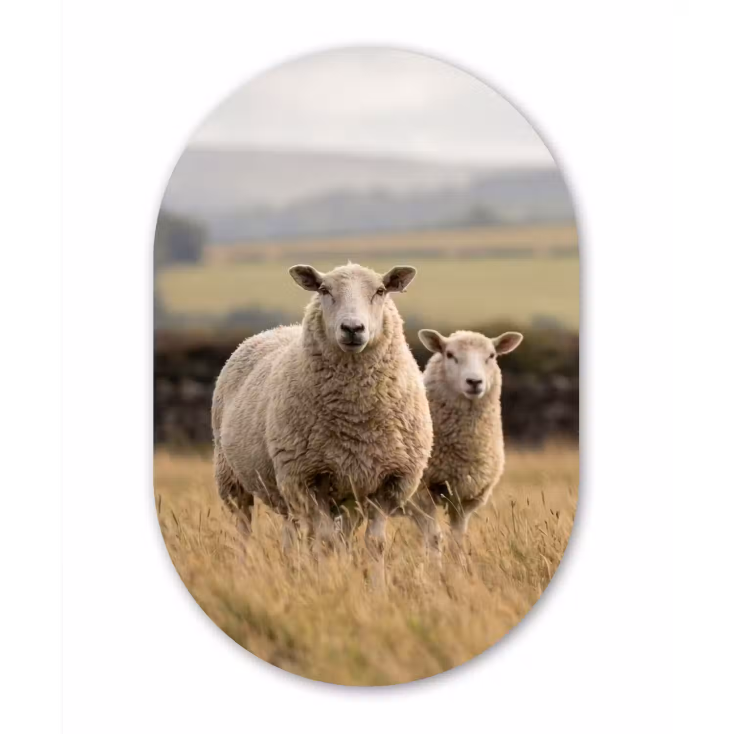 Schapen - Weidenlandschap - Heuvels Wandcirkel Ovaal Aluminium middel -3d