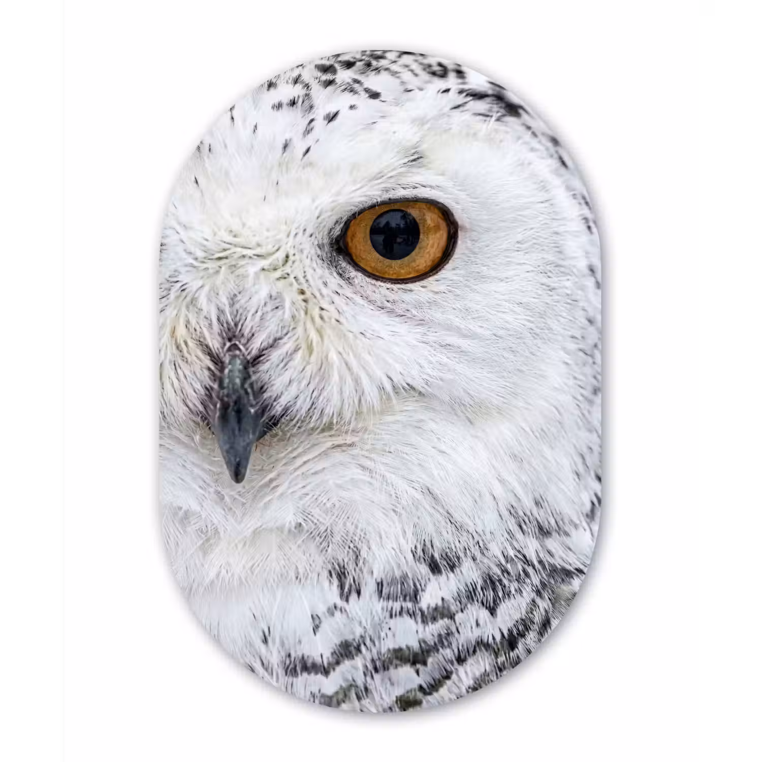 Sneeuwuil - Oog - Wildlife - Wit Wandcirkel Ovaal Aluminium middel -3d