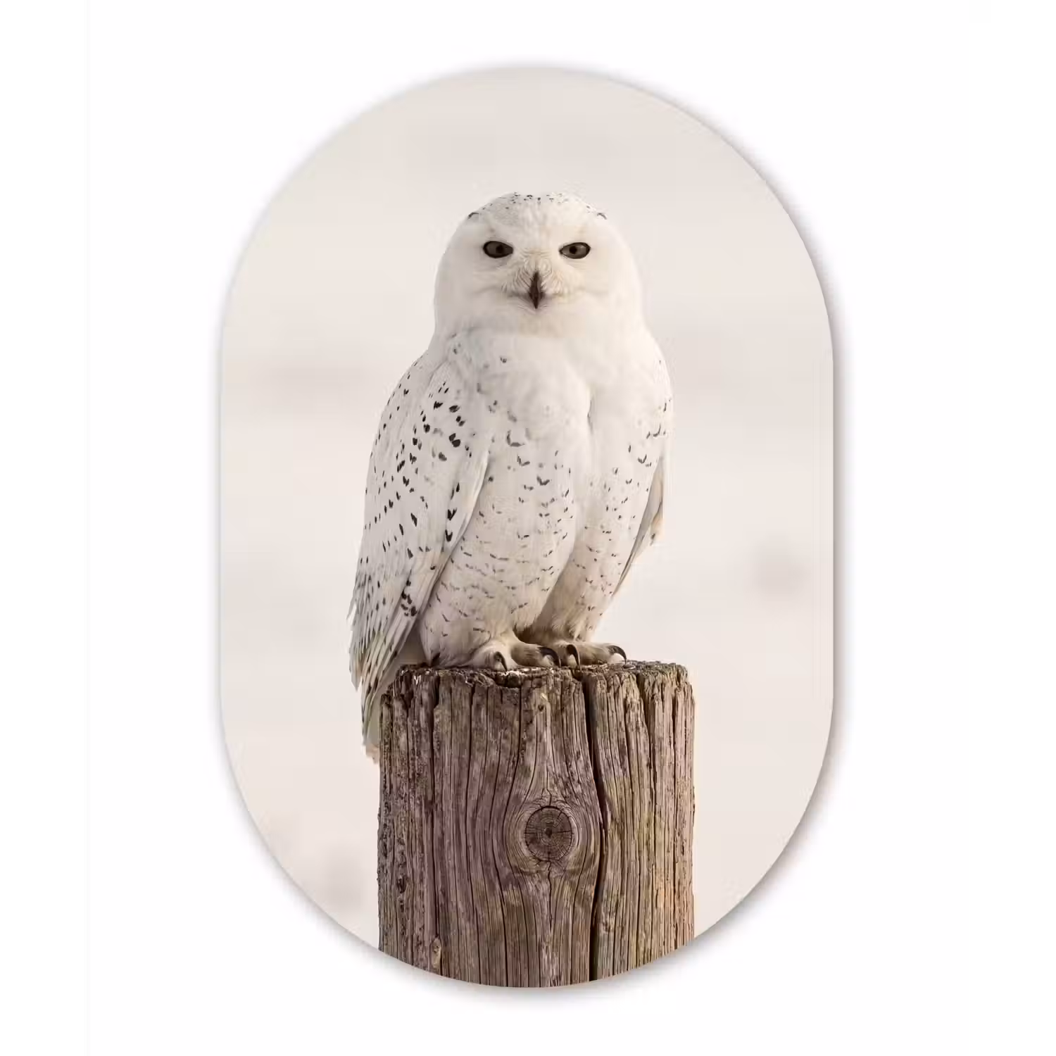 Sneeuwuil - Paal - Winter - Portret - Majestueus Wandcirkel Ovaal Aluminium middel -3d