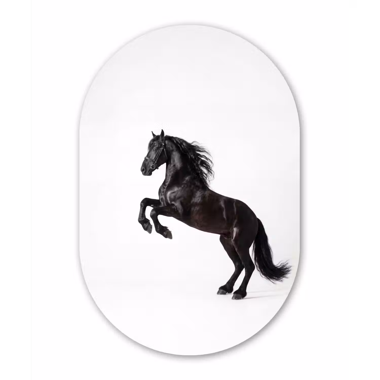 Zwart - Paard - Portret Wandcirkel Ovaal Aluminium middel -3d