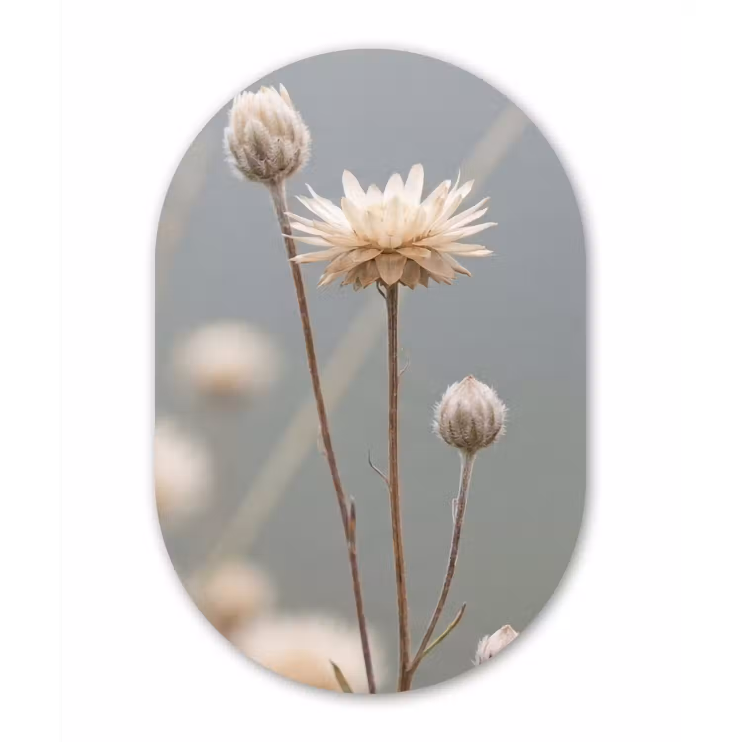 Strobloemen - Wit - Daglicht Wandcirkel Ovaal Aluminium middel -3d