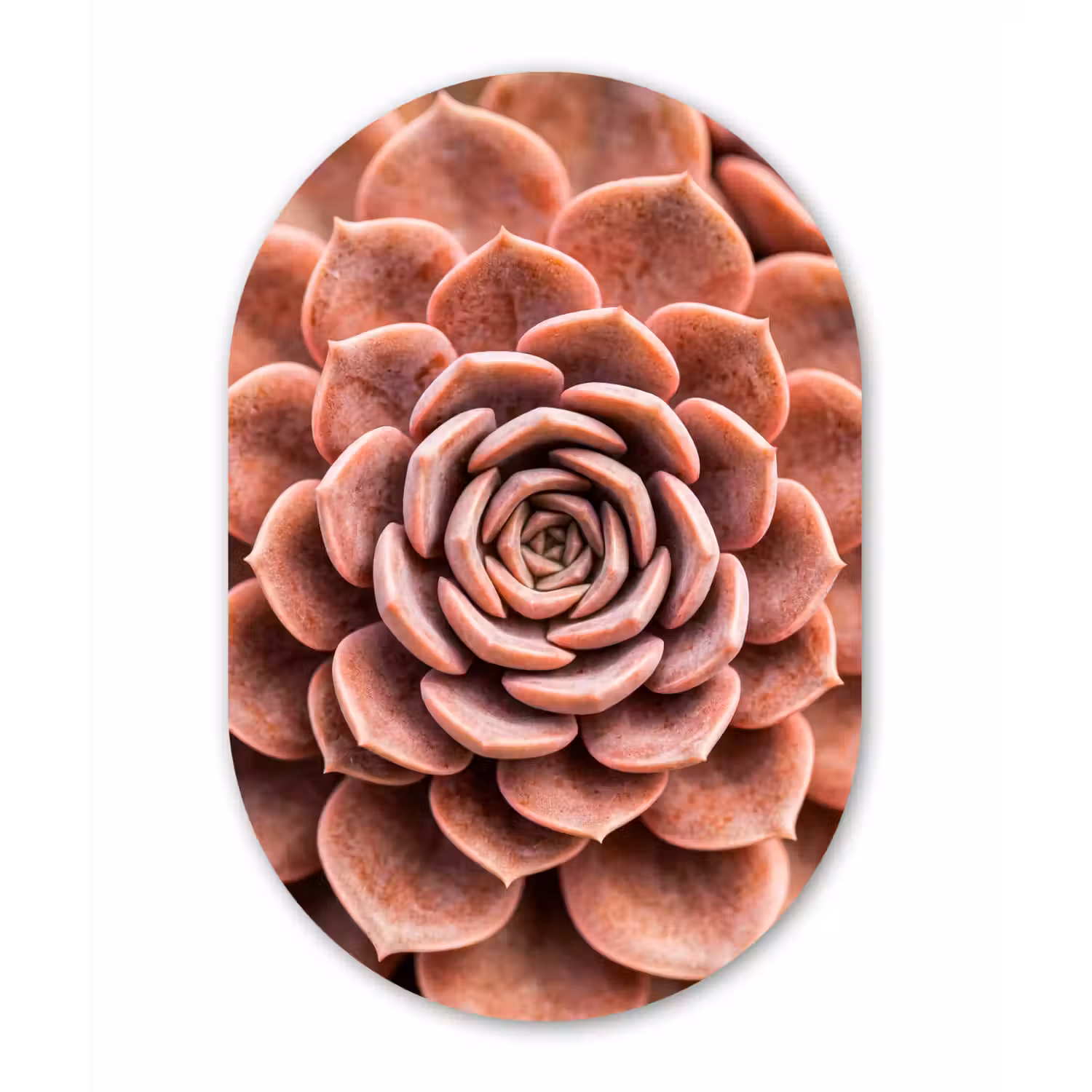 Vetplant - Organisch - Roze Wandcirkel Ovaal Aluminium middel -3d