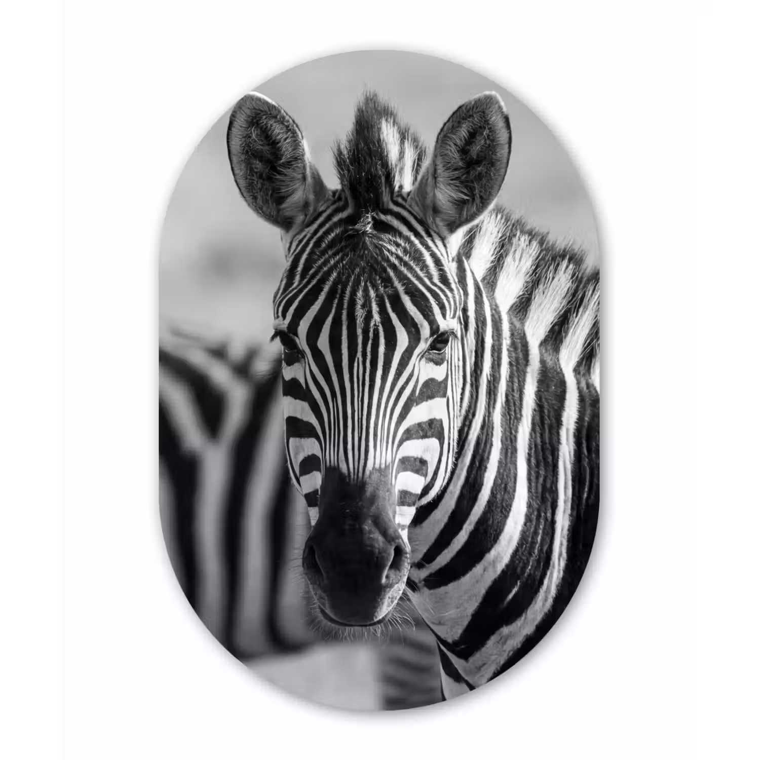 Zebra's - Zwart - Wit Wandcirkel Ovaal Aluminium middel -3d