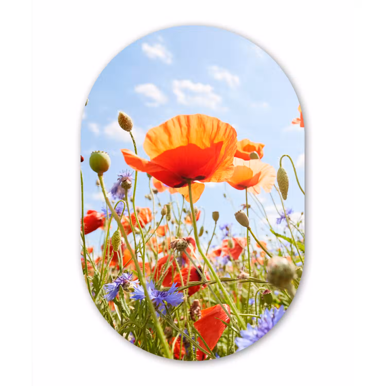 Bloemen - Klaproos - Lente - Natuur - Rood - Blauw Wandcirkel Ovaal Forex klein -3d