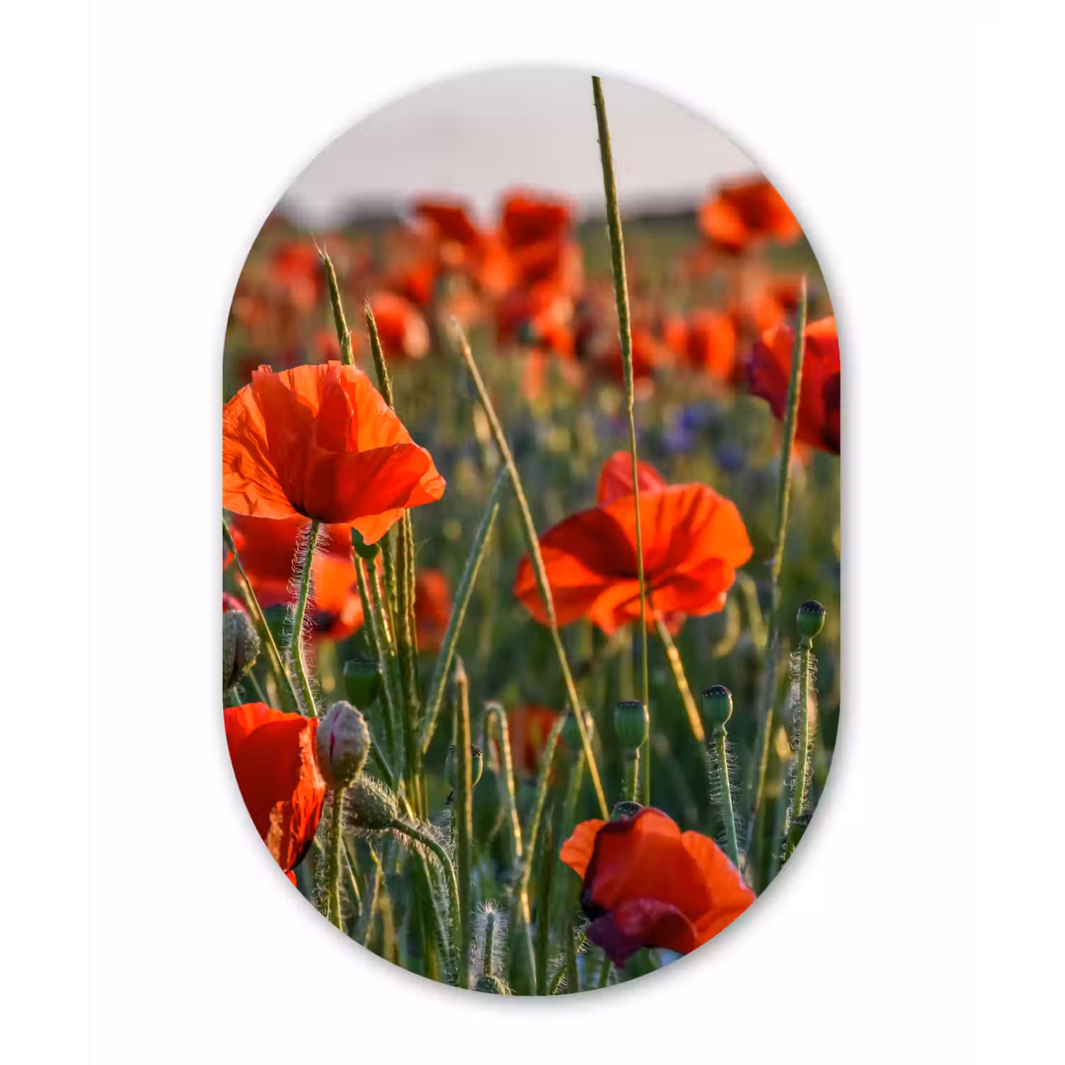 Bloemen - Klaprozen - Natuur - Rood Wandcirkel Ovaal Forex klein -3d